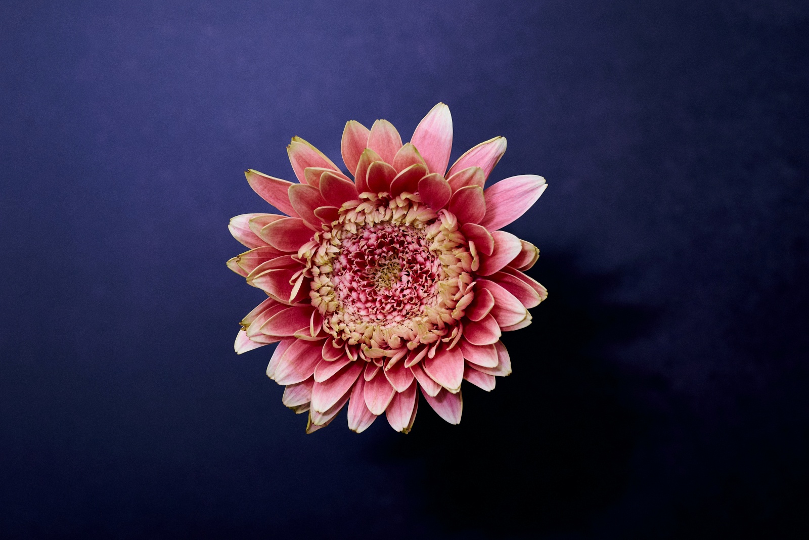 ニコンZ5とNIKKOR Z 50mm f/1.8Sで撮った静物写真。息子が卒園式でもらった花束に入っていたガーベラ。少し枯れた具合がとても良い。今回はすべてガーベラの写真になります。