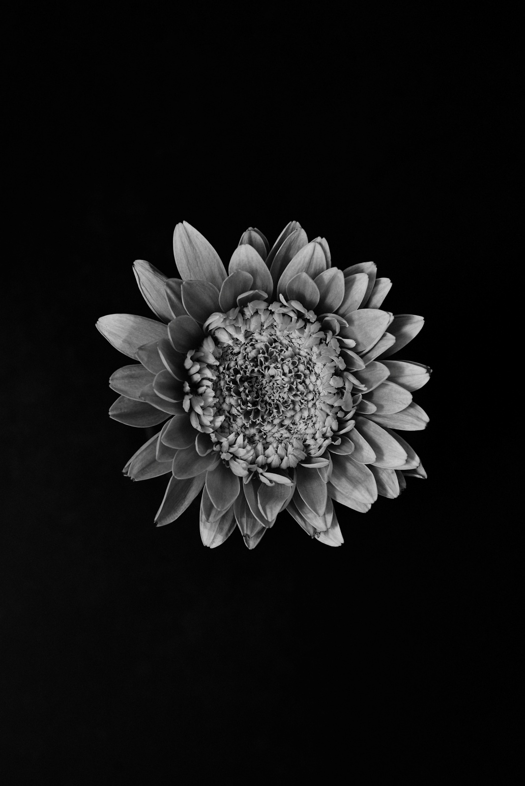 ニコンZ5とNIKKOR Z 50mm f/1.8Sで撮った静物写真。同じガーベラですがモノクロにすると雰囲気が変わります。花びらの造形が良く分かるモノクロもとても良い。