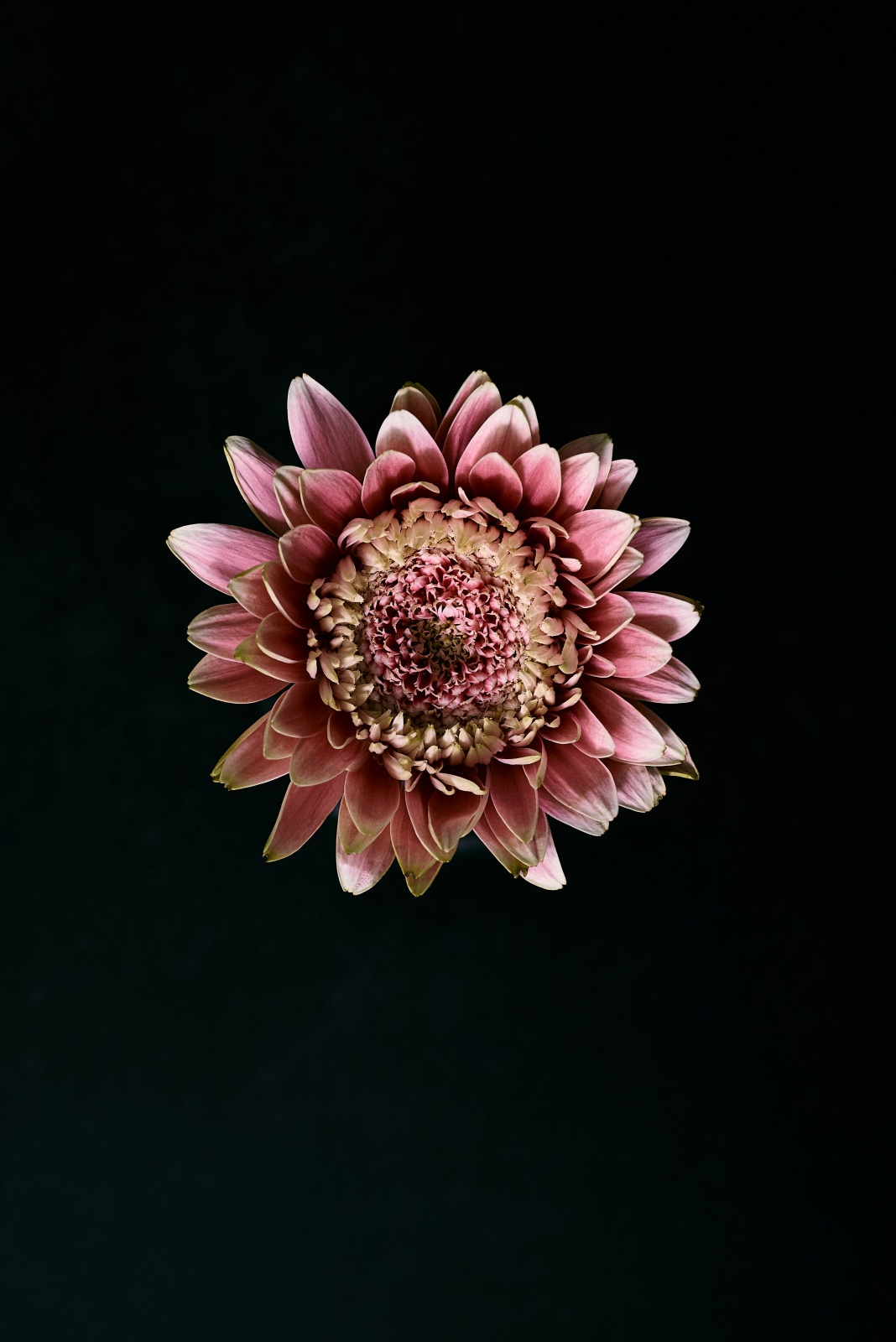ニコンZ5とNIKKOR Z 50mm f/1.8Sで撮った静物写真。黒の背景から浮かび上がるガーベラの花びら。余談ですがNIKKOR Z 50mm f/1.8Sはあまり寄れるわけではないので、結構クロップしています。2400万画素でも思った以上にクロップ耐性があります。