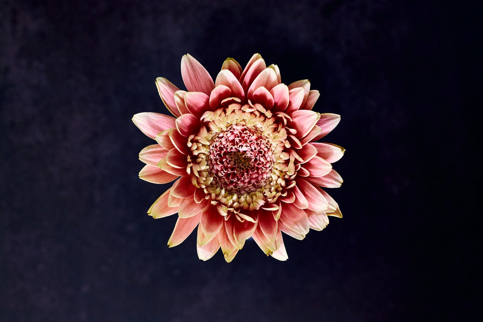 ニコンZ5とNIKKOR Z 50mm f/1.8Sで撮った静物写真。背景紙を変えて、花びらの先の黄色みを少し強調してみました。