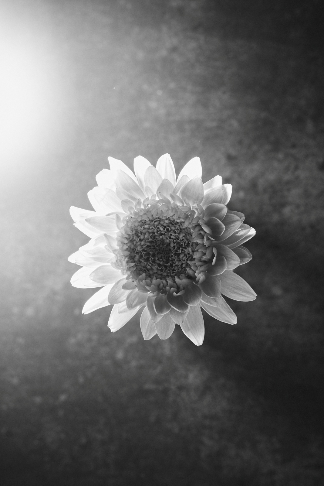 ニコンZ5とNIKKOR Z 50mm f/1.8Sで撮った静物写真。やや下からの光を当てて花びらの透明感を演出しました。ストロボ1台で表現が大きく変わるのが面白い。