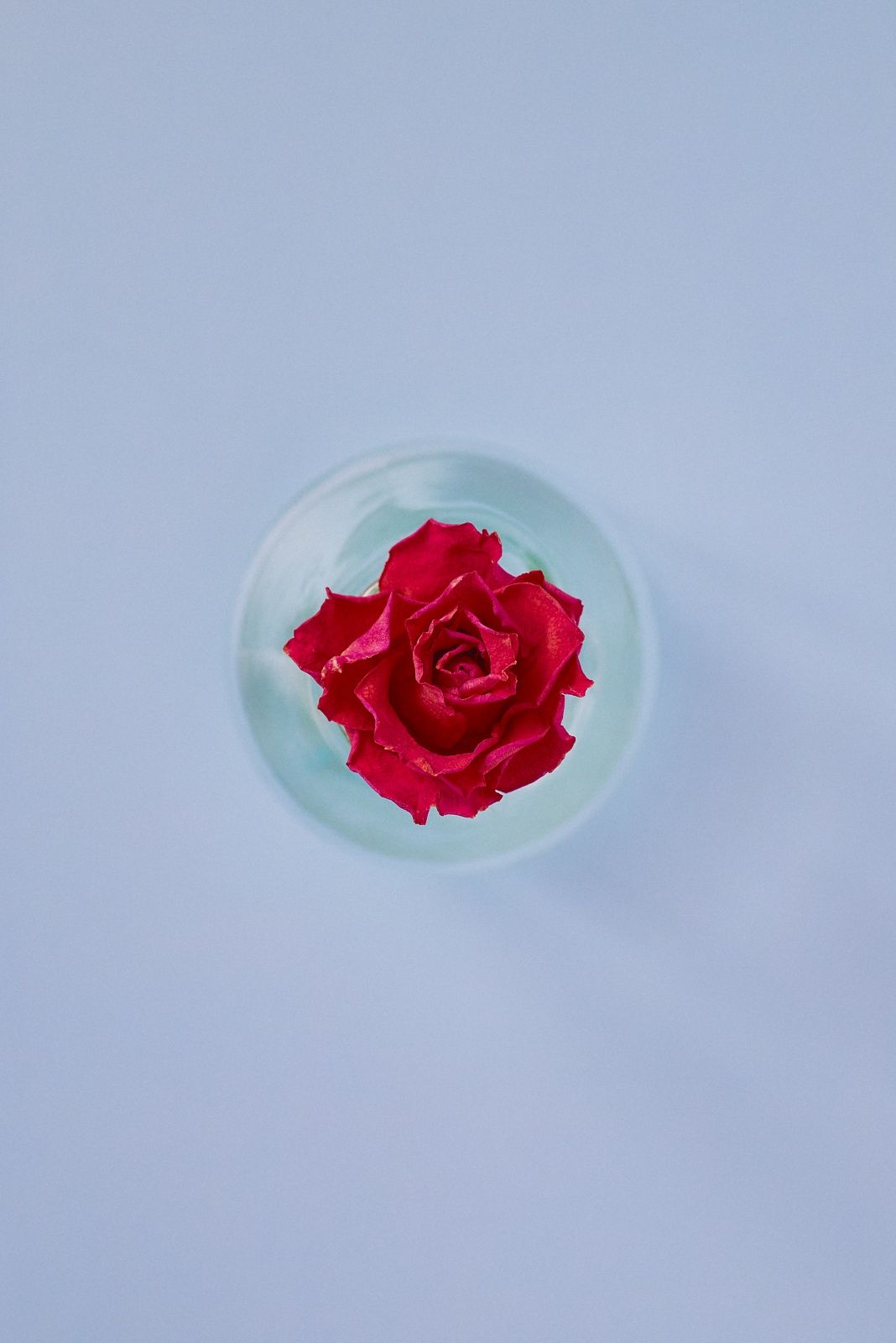 ニコンZ5とNIKKOR Z 50mm f/1.8Sで撮った静物写真。こちらは普通のバラを真俯瞰で撮った一枚。小さくてもバラはバラですね。自分でもバラを育ててみたい。