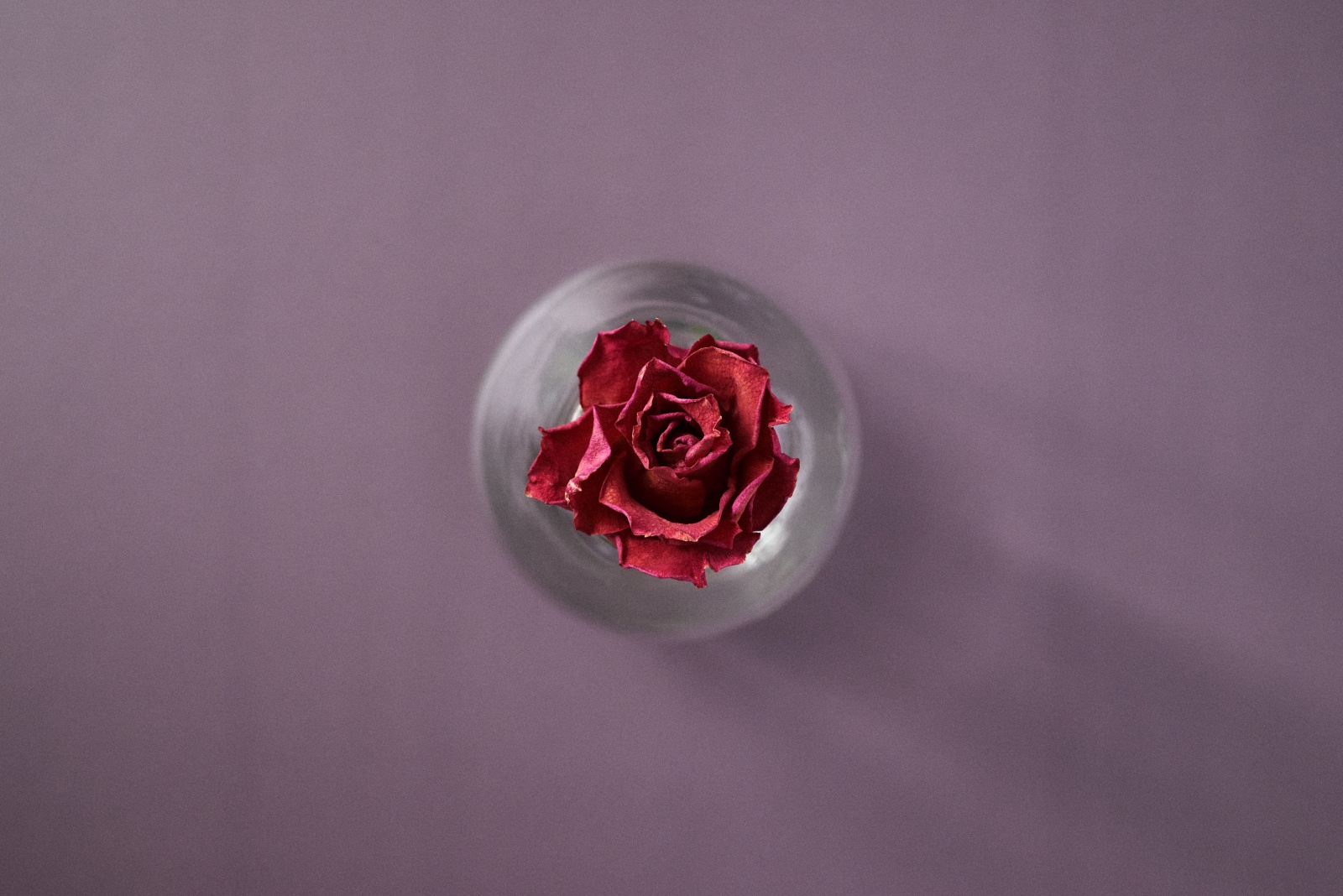ニコンZ5とNIKKOR Z 50mm f/1.8Sで撮った静物写真。背景紙をバラの色に寄せてみました。ちなみにバラを挿しているのは梨ジュースが入っていたガラス瓶です。静物写真や物撮りはなんでも使えるので面白い。