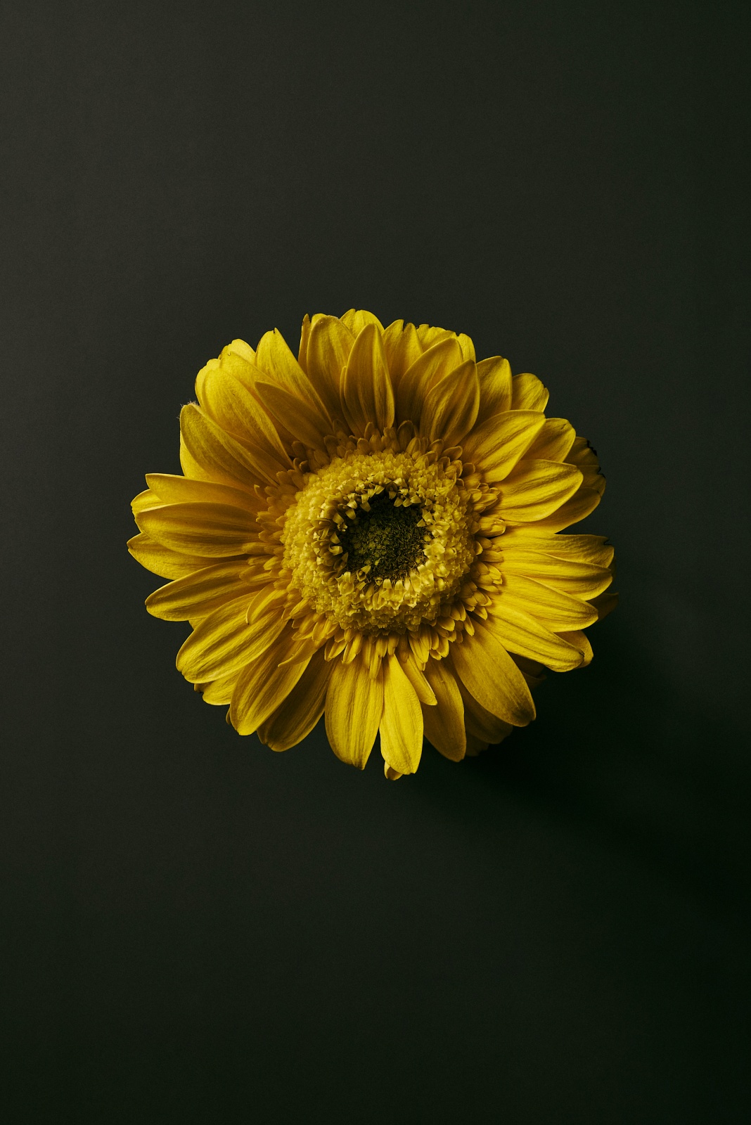 ニコンZ5とNIKKOR Z 50mm f/1.8Sで撮った静物写真。黄色のガーベラ。花びらの筋まできれいに解像するNIKKOR Z 50mm f/1.8 S。そしてそれを受け止めるZ5。控えめに言って最高です。