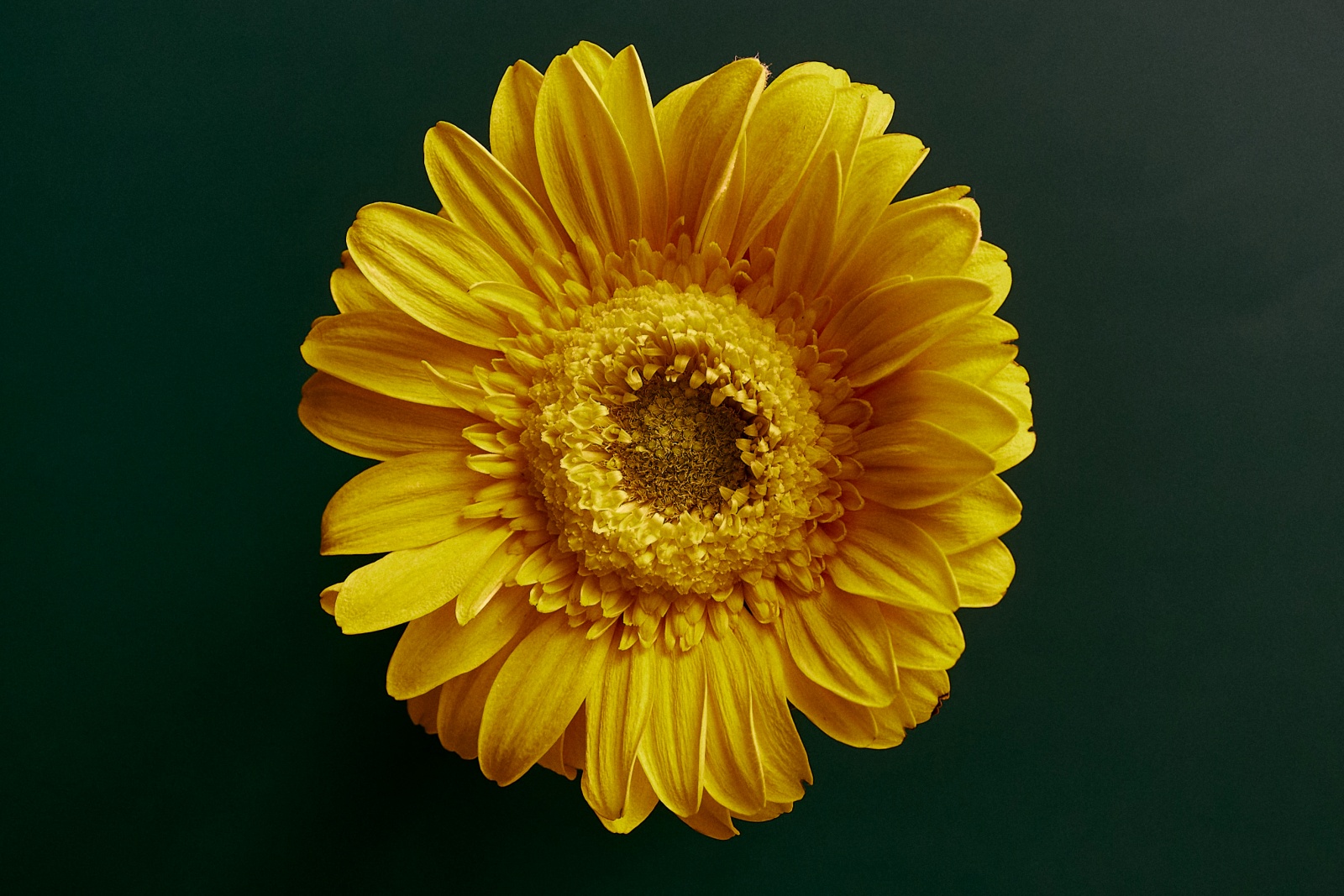 ニコンZ5とNIKKOR Z 50mm f/1.8Sで撮った静物写真。最後はカラーで。花びらの黄色が背景の濃い緑との色相対比でより引き立つようにしました。今回の写真の中では一番お気に入りの一枚です。