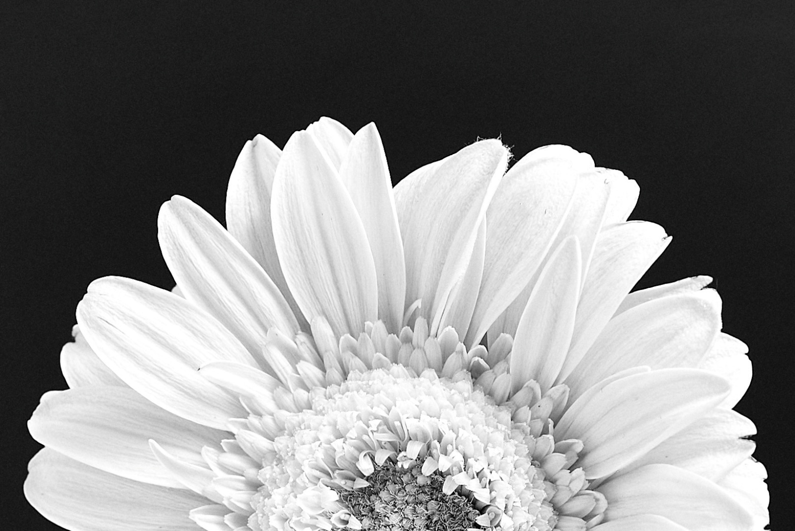 ニコンZ5とNIKKOR Z 50mm f/1.8Sで撮った静物写真。モノクロですが花びらを白飛びするくらいの明るさにして印象を変えてみました。よく見ると花びらの先の産毛のようなものが見えます。肉眼では全く気付かなかったものです。マクロレンズではないNIKKOR Z 50mm f/1.8 Sでもクロップしてマクロっぽく仕上げるのも面白いですね。