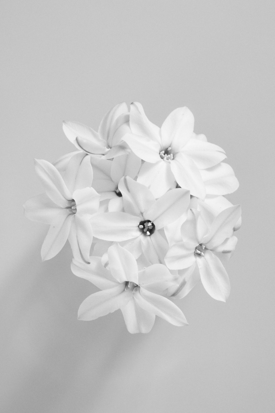 ニコンZ5とNIKKOR Z 50mm f/1.8Sで撮った静物写真。非常に小さなお花ですが、いつものごとくRAW現像で大胆にクロップしています。クロップが大きいほどノイズが大きく目立ちますが、逆にそれが良い味しているように思います。
