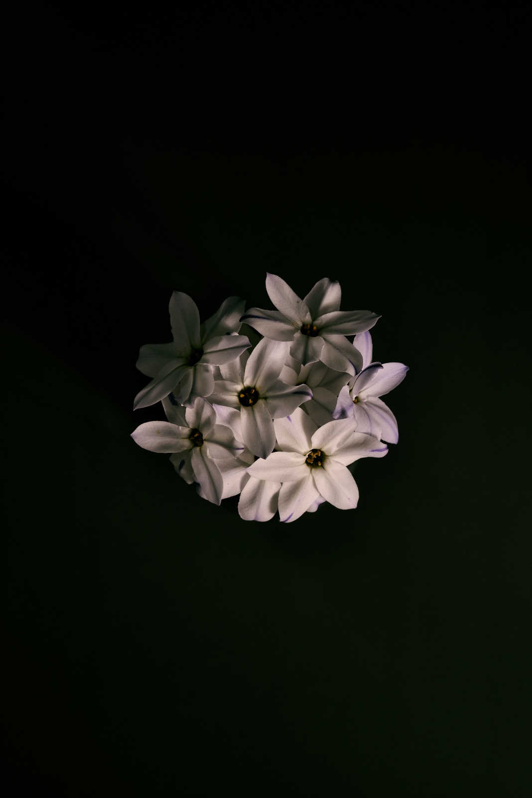 ニコンZ5とNIKKOR Z 50mm f/1.8Sで撮った写真。黒の背景紙に浮き上がるようなハナニラ。少し妖艶な雰囲気で良い感じです。