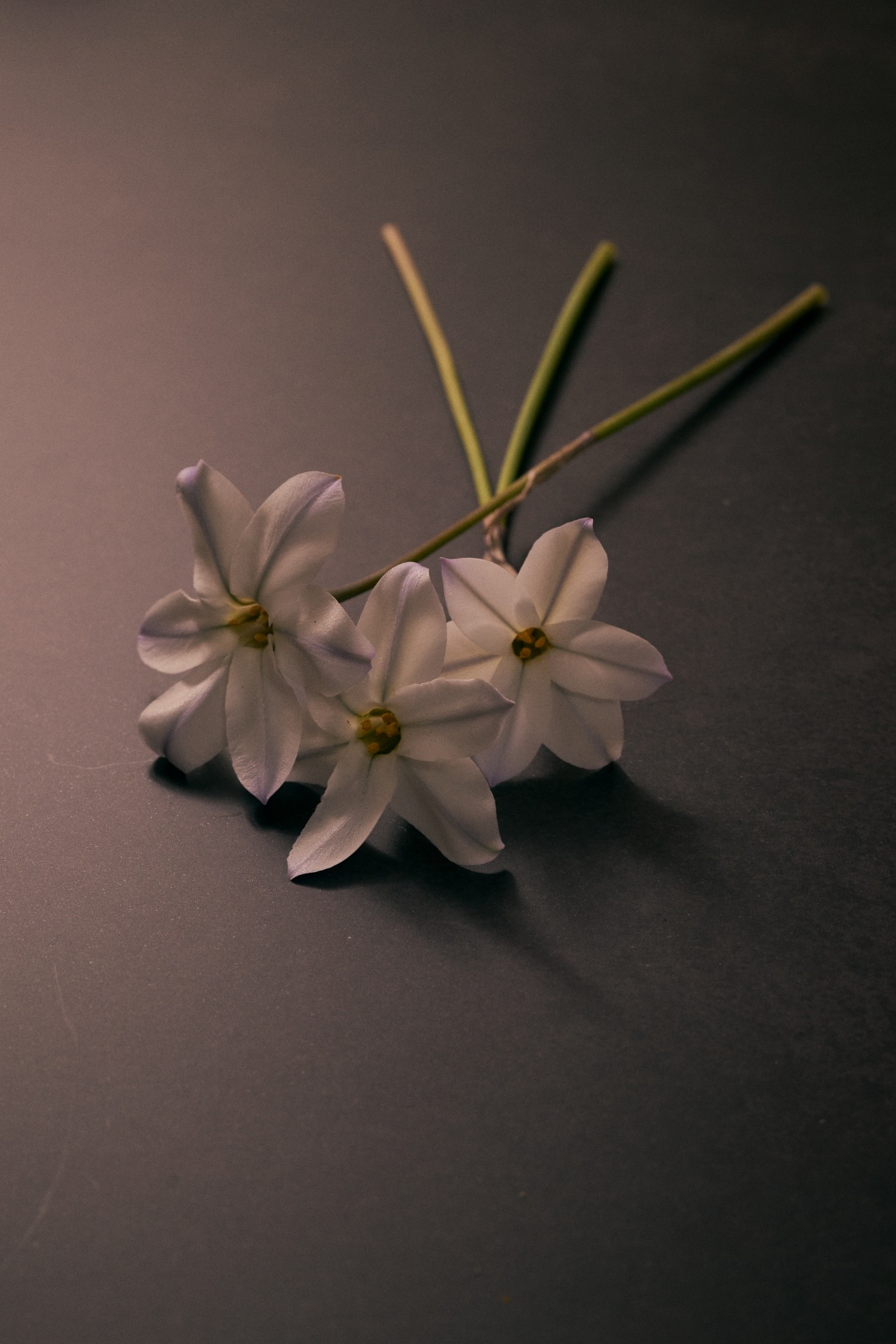 ニコンZ5とNIKKOR Z 50mm f/1.8Sで撮った写真。半逆光でセピア風に仕上げてみました。個人的には今回の5枚の写真の中ではベスト。