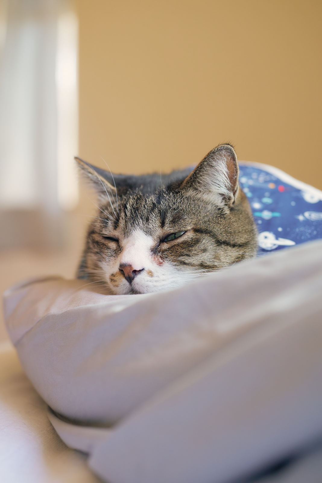 ニコンZ5とNIKKOR Z 50mm f/1.8Sで撮った猫写真。うとうとする御猫様。薄いヒゲもZ5とNIKKOR Z 50mm f/1.8Sならばっちり描写できます。