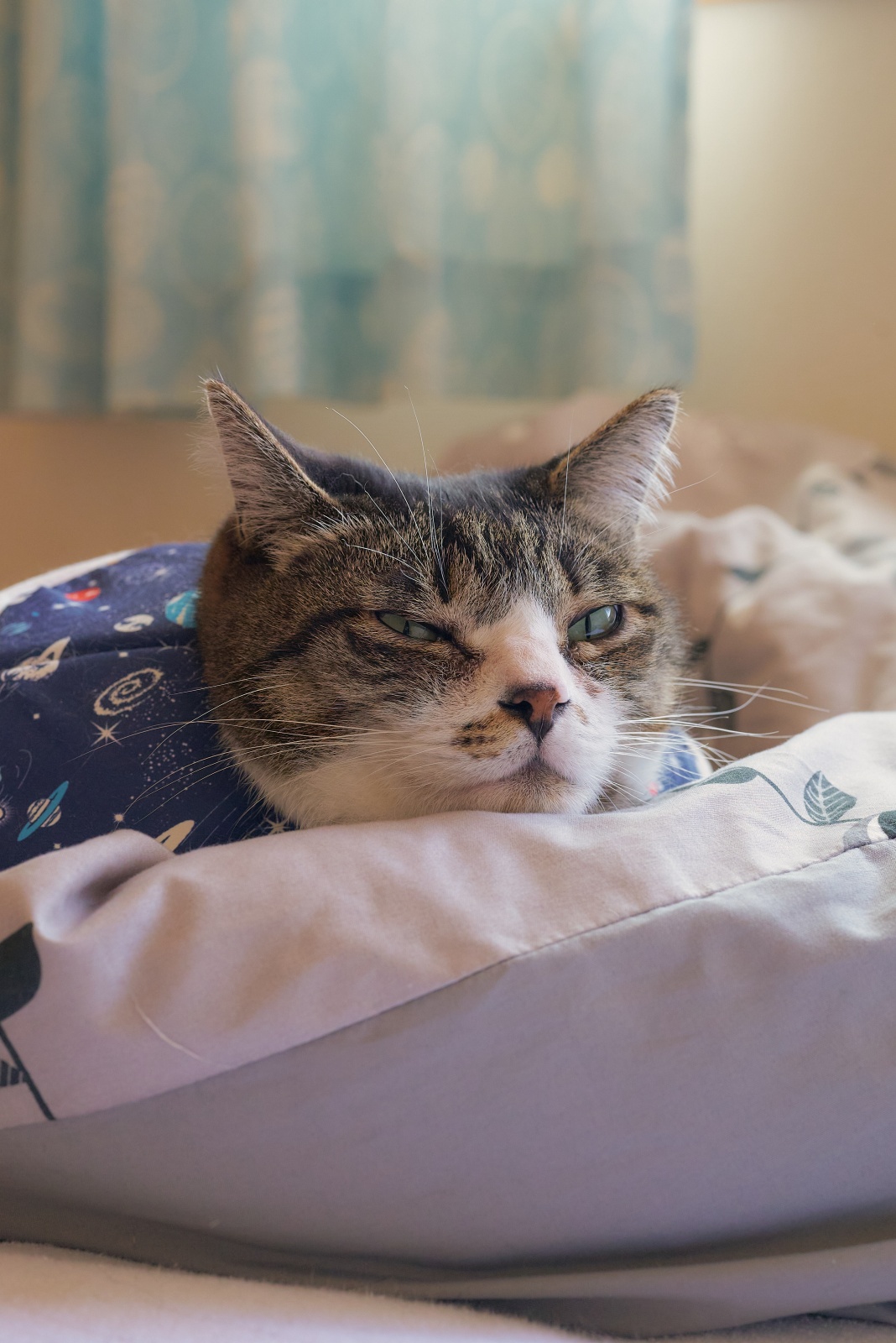 ニコンZ5とNIKKOR Z 50mm f/1.8Sで撮った猫写真。写真を撮られて目を覚ました御猫様。ISOは低いほど良いとは思いますが、意外と2000程度なら全然平気だと思います。