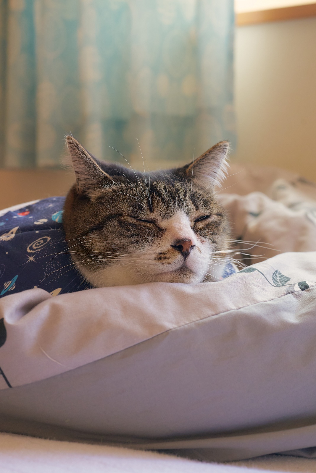 ニコンZ5とNIKKOR Z 50mm f/1.8Sで撮った猫写真。睡魔に負ける御猫様。