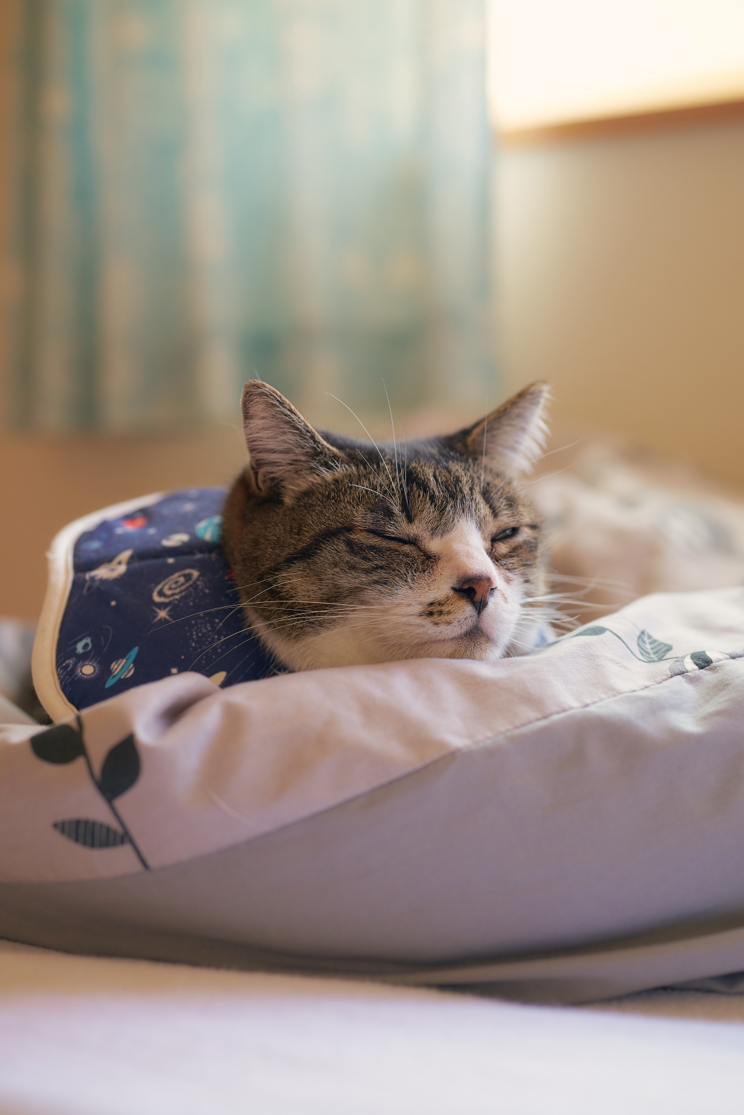 ニコンZ5とNIKKOR Z 50mm f/1.8Sで撮った猫写真。植物を物撮り的に撮るときは絞りをしっかり絞ることが多いですが、御猫様を撮る時は開放付近が多くなります。