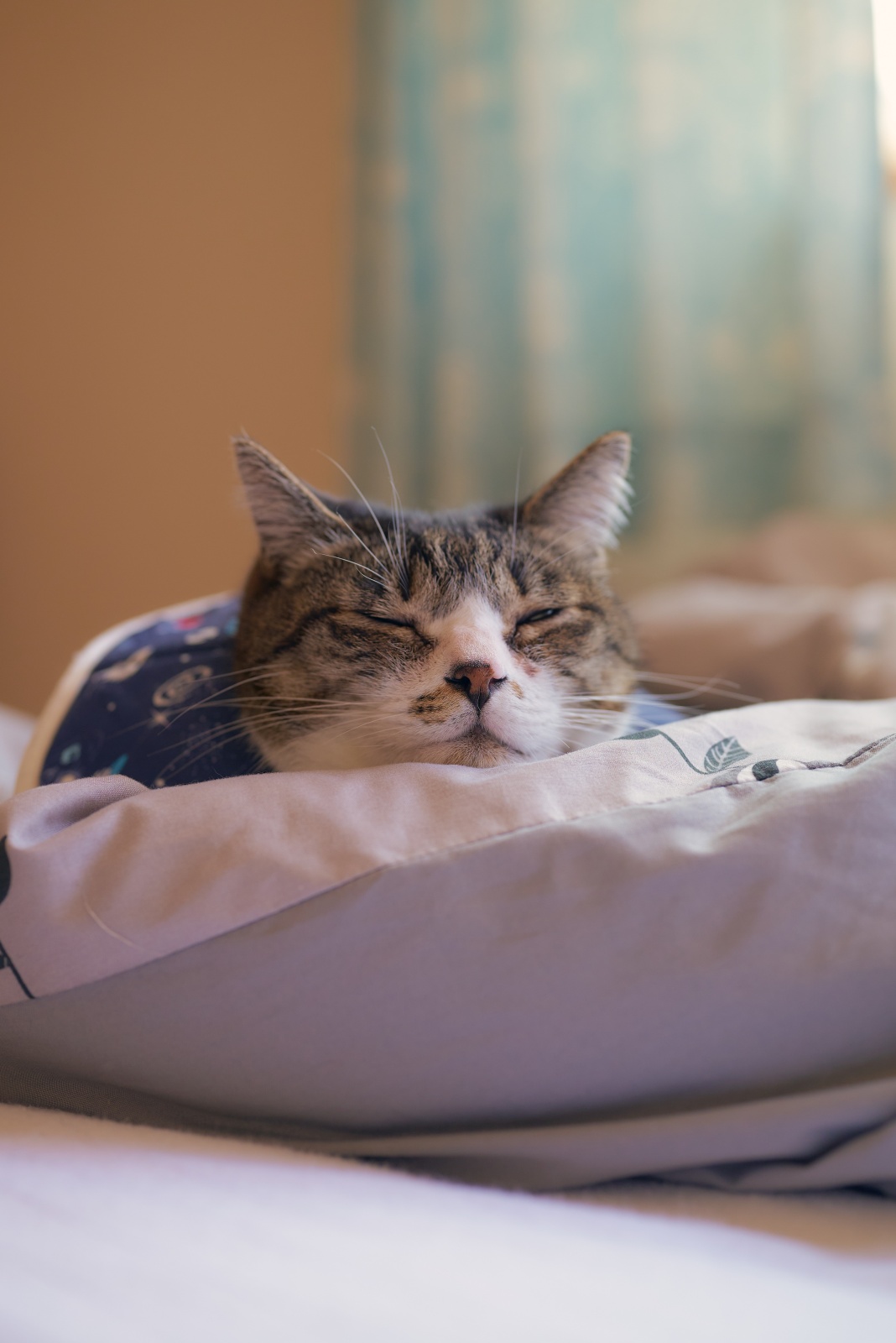 ニコンZ5とNIKKOR Z 50mm f/1.8Sで撮った猫写真。御猫様を撮るならやはりf値は低い方が良いかも。