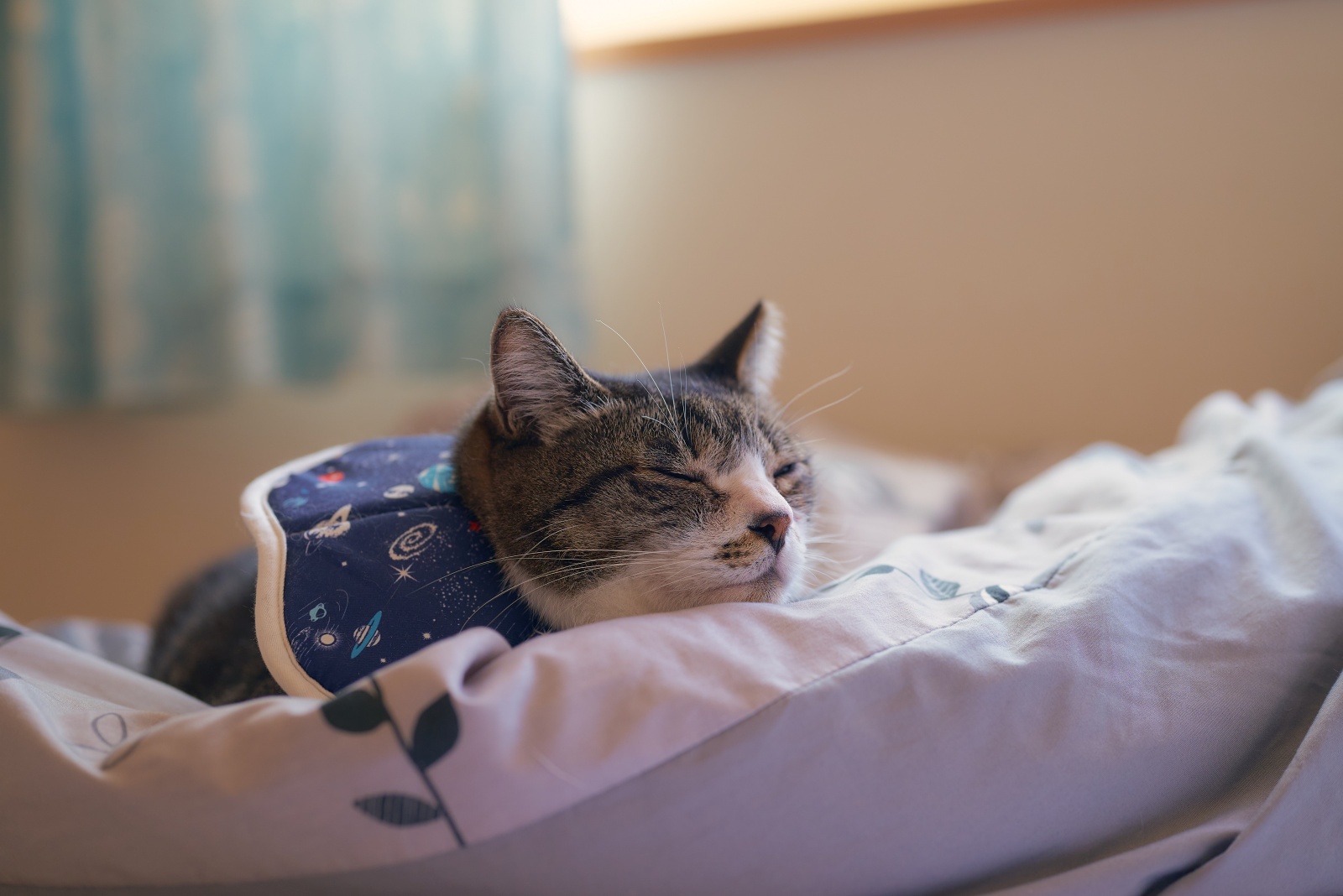 ニコンZ5とNIKKOR Z 50mm f/1.8Sで撮った猫写真。窓辺でおやすみ御猫様。