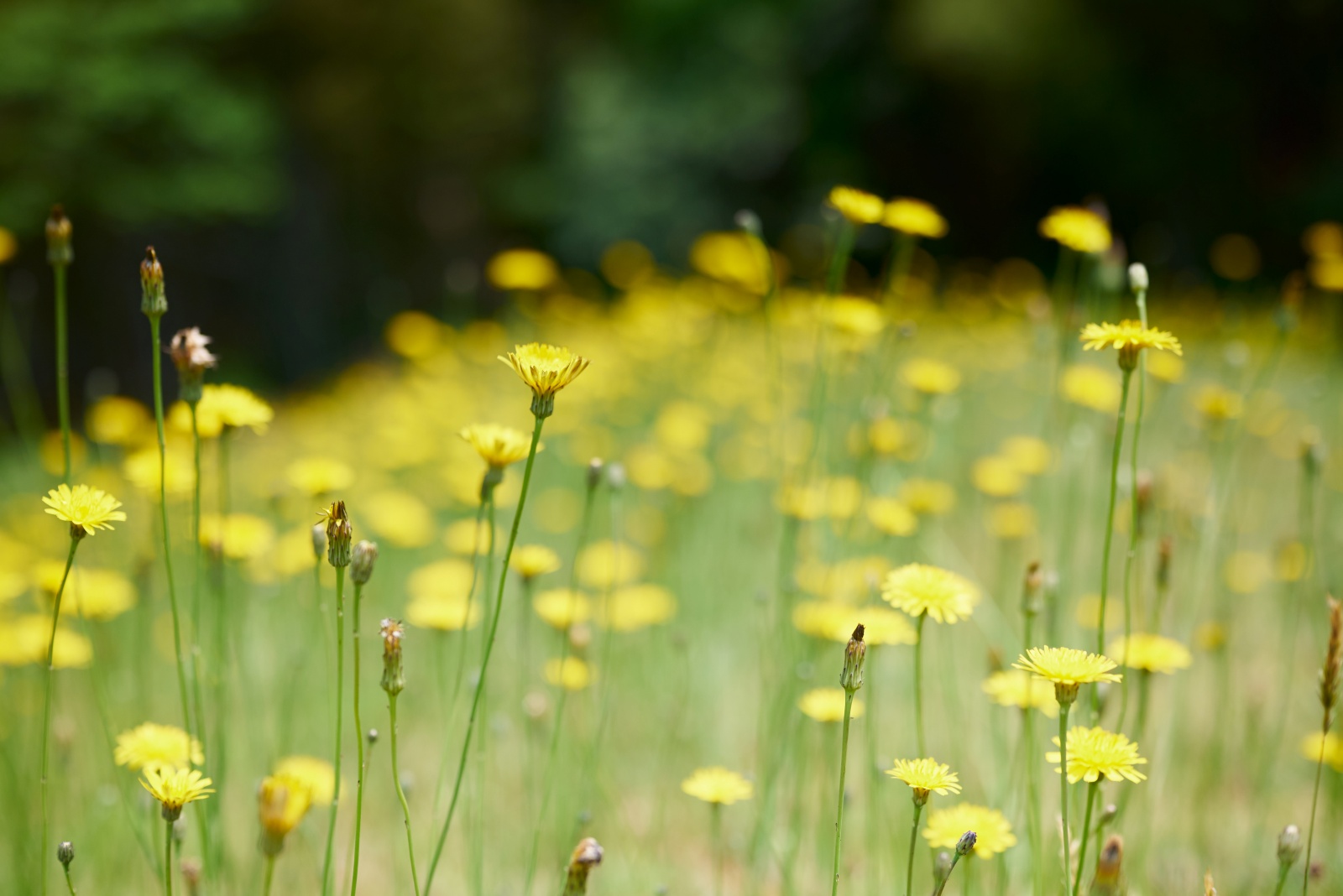 ニコンZ5とNIKKOR Z 50mm f/1.8Sで撮った写真。これは川の近くに群生していたブタナ。タンポポではなく外来種のブタナです。花を撮る時はとりあえずボケさせてしまう自分がいます。