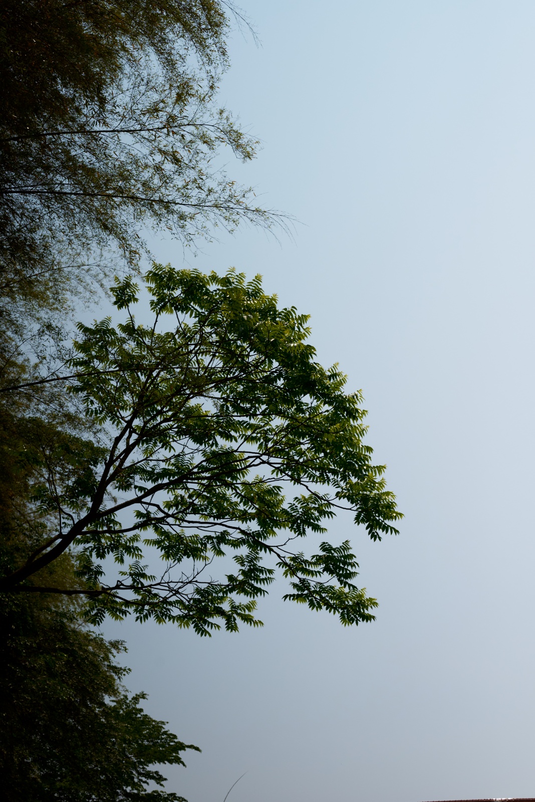 ニコンZ5とNIKKOR Z 50mm f/1.8Sで撮った写真。ふと空を見上げると竹林からはみだす気の葉っぱ。ワサワサと生える様が良いですね。