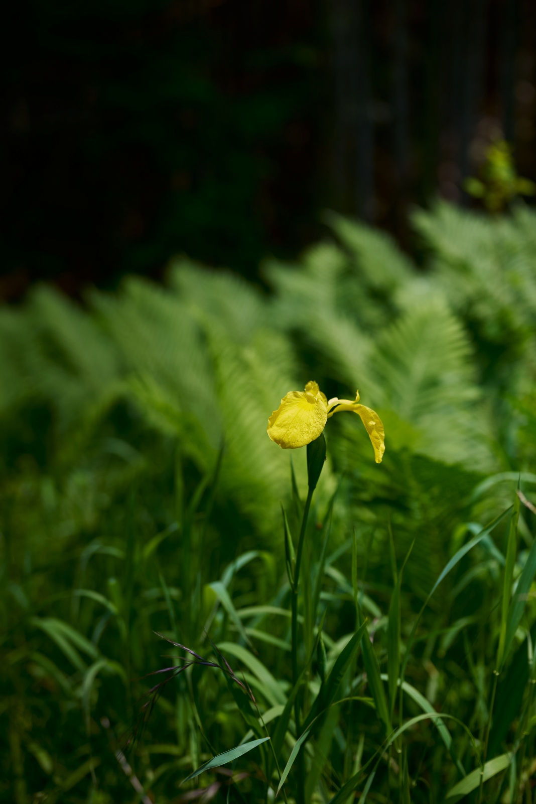 ニコンZ5とNIKKOR Z 50mm f/1.8Sで撮った写真。キショウブという植物で、意外にも外来種だそうです。最近私の趣向として絞って撮ることが多くなったのですが、植物を撮る時はボケがやっぱりよく合います。