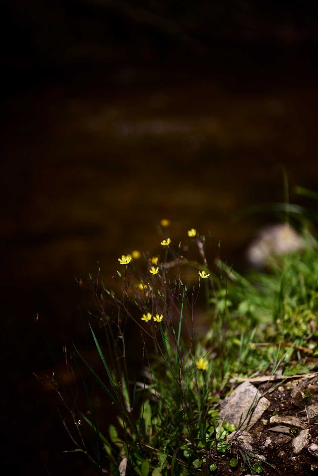 ニコンZ5とNIKKOR Z 50mm f/1.8Sで撮った写真。これは恐らくニガナという植物。陽の光の当たり具合が抜群に良かったです。