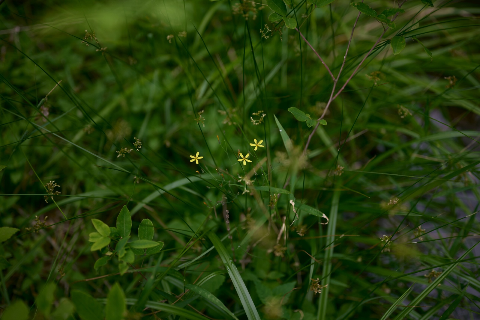 ニコンZ5とNIKKOR Z 50mm f/1.8Sで撮った写真。足元に咲いていた可憐な花。調べても名前ははっきりしませんでした。足元にこそ被写体がある!と思っています。