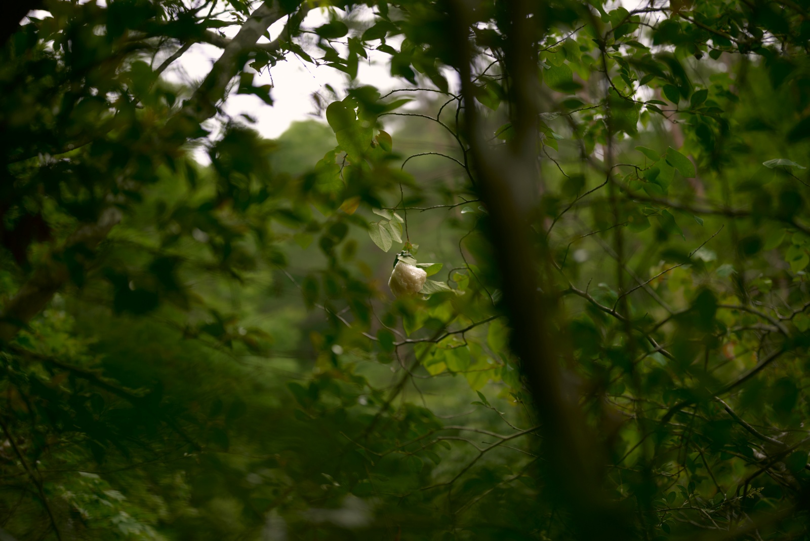 ニコンZ5とNIKKOR Z 50mm f/1.8Sで撮った写真。分かりにくいですが、真ん中に写っている白い泡がモリアオガエルの卵で、泡の上に2匹のモリアオガエルがまさに産卵中でした。50mmの焦点距離ではこれが限界でした。Z5のセンサーは2400万画素なので、トリミングしてもさすがにモリアオガエルを精細に表現できませんでした。NIKKOR Z 24-120mm f/4 Sが欲しい・・・。