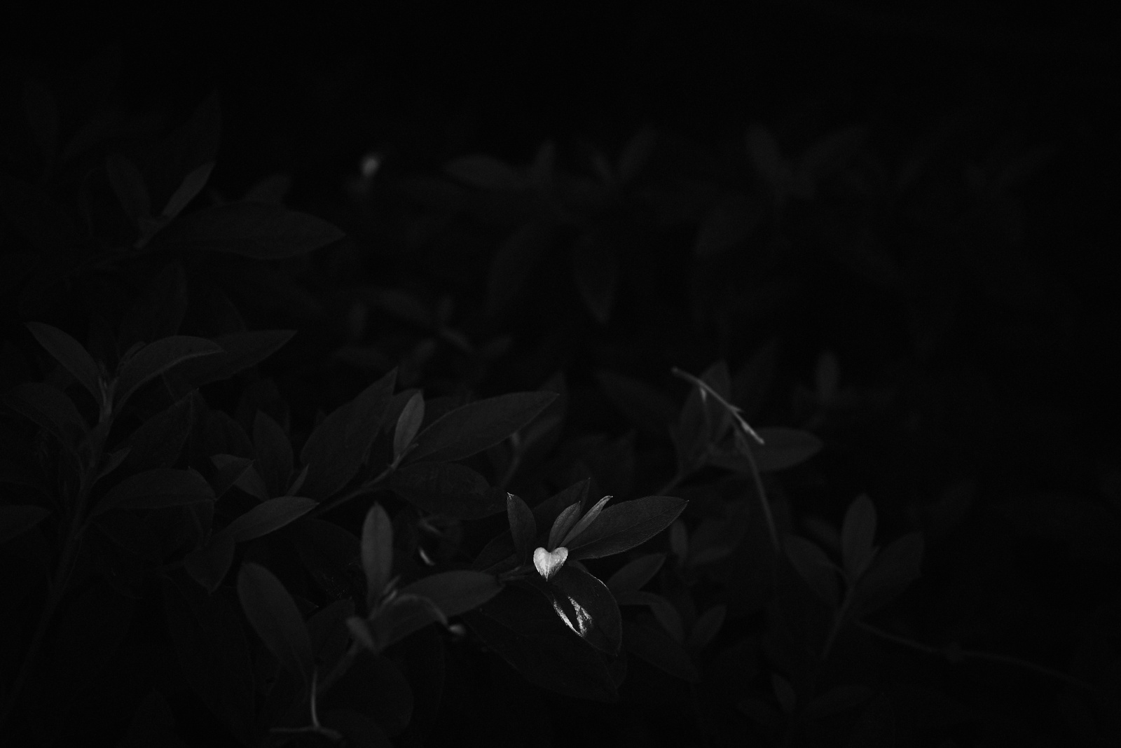 ニコンZ5とNIKKOR Z 50mm f/1.8Sで撮った写真。場面は変わって外で撮った葉っぱです。ちょうど光が当たる部分がハート型に見えたので、それを強調する現像をしています。