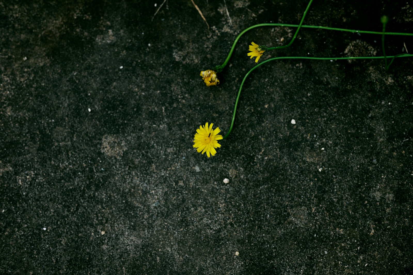 ニコンZ5とNIKKOR Z 50mm f/1.8Sで撮った写真。道端に寝るように咲いていたブタナ?かな。抽象的な造形が良かった一枚。