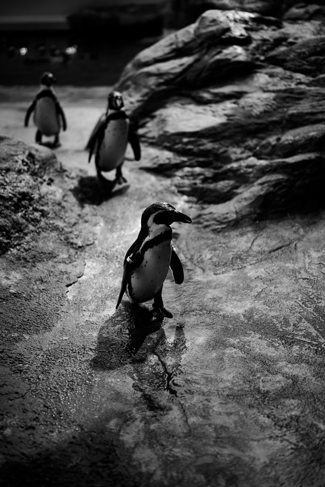 ニコンZ5とNIKKOR Z 50mm f/1.8Sで撮った写真。ようやく水族館らしい写真がでてきました。ペンギンさんの行列。実はこの写真を撮った場所は屋外でかなり明るい場所でした。間違えて絞り開放のf1.8(ISOも200に固定)で撮ってしまいましたが、Z5のメカシャッターは1/8000secまで対応しているので、白飛びすることなく撮れました。エントリーモデルはメカシャッターが1/4000secまでしか対応しないカメラも多い中、Z5は本当に良心的な作りで良いカメラです。