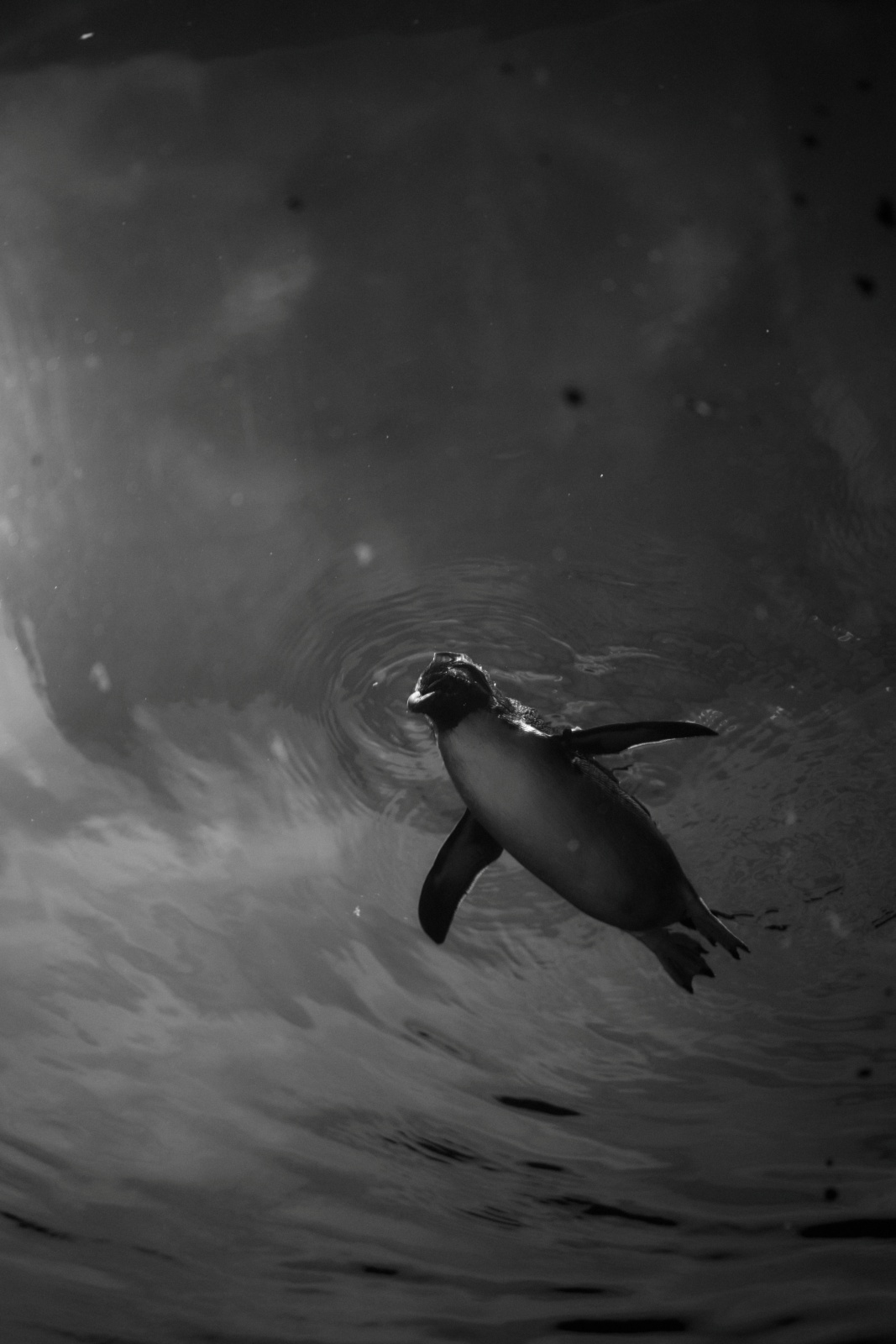 ニコンZ5とNIKKOR Z 50mm f/1.8Sで撮った写真。ペンギンを見上げる(ペンギンに見下される)写真。ペンギンは水中を飛ぶように泳ぎますが、下から撮ると本当に飛んでいるようです。