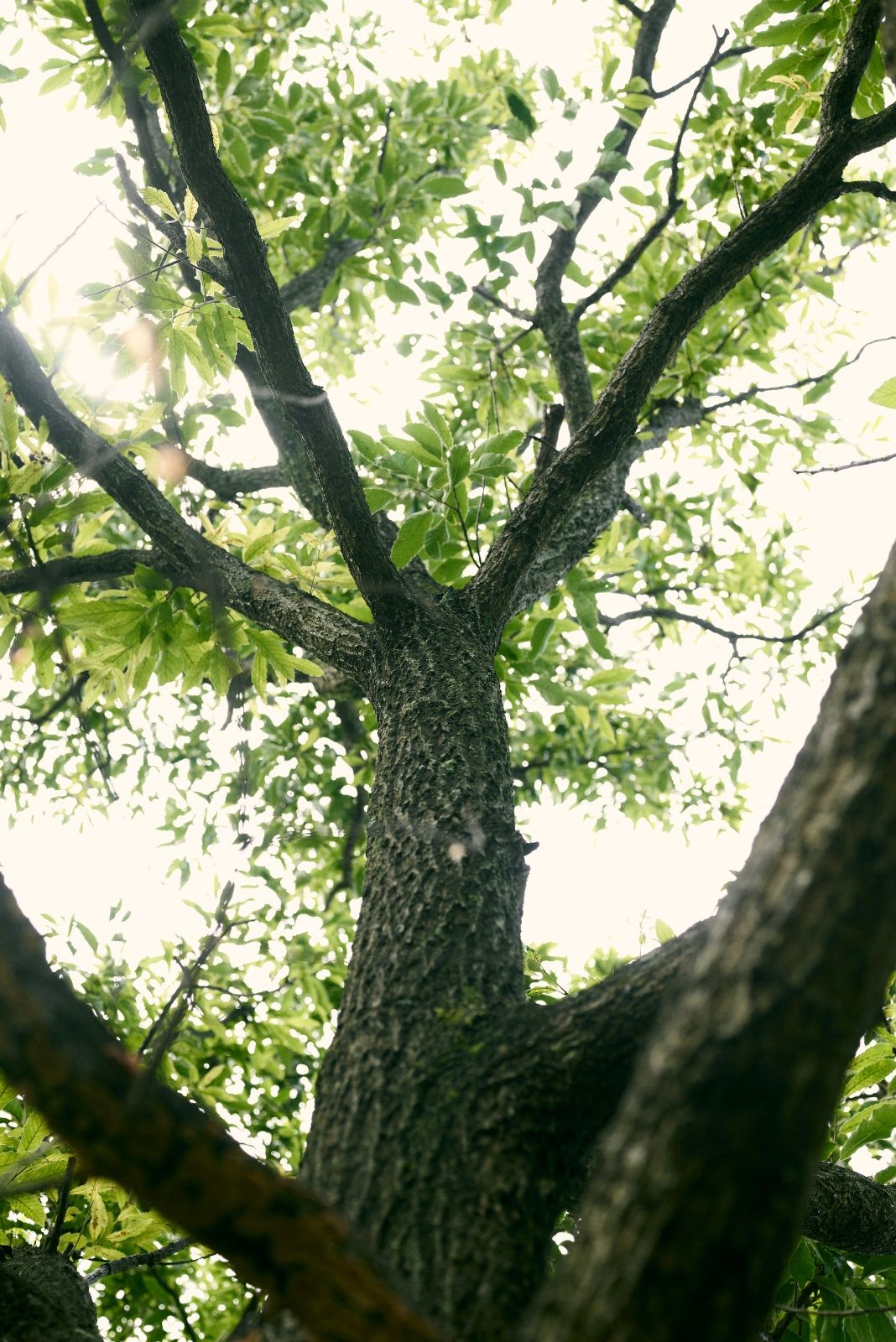 ニコンZ5とNIKKOR Z 50mm f/1.8Sで撮った写真。名前は分からないけど、木の写真。Zレンズは全体的にそうらしいですが、NIKKOR Z 50mm f/1.8 Sも逆光耐性が素晴らしい。もはや逆光を撮りたくなるレベルです。
