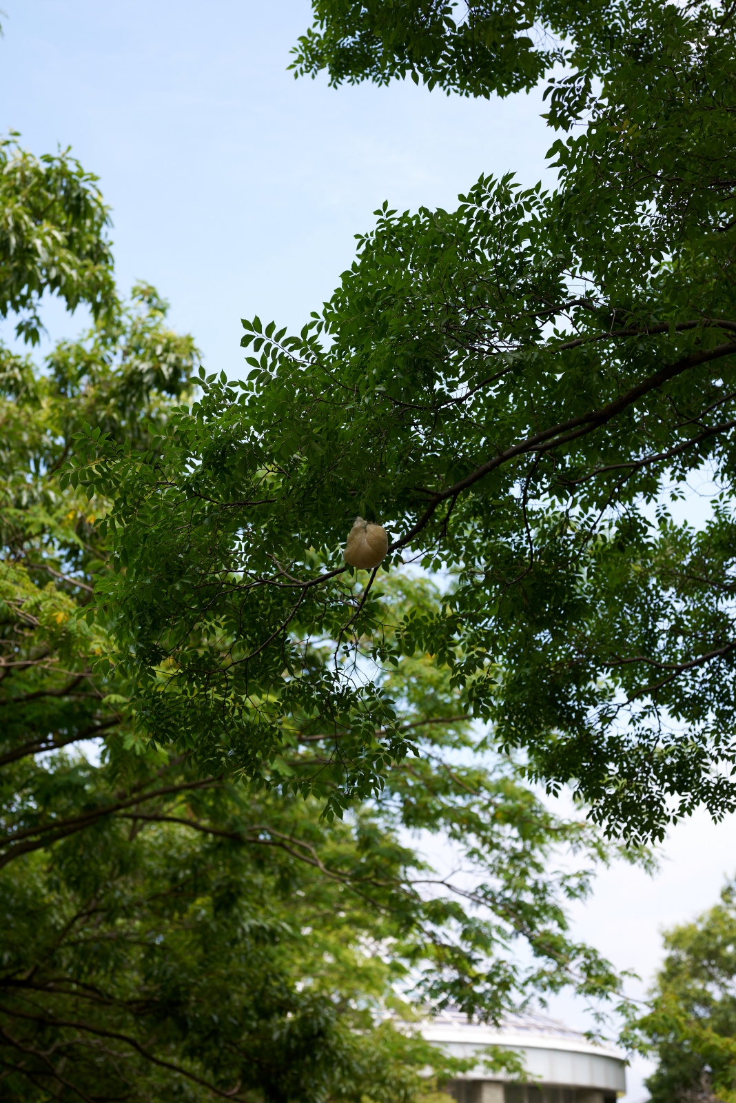 ニコンZ5とNIKKOR Z 50mm f/1.8Sで撮った写真。こんなところにもあったモリアオガエルの卵。以前モリアオガエルの観察会に行っていたので、知識はバッチリ。池にかぶさるように茂る木の葉についた白い泡は、もれなくモリアオガエルの卵です。先日カエルの研究者の方に聞いた話では、モリアオガエルは最近生息場所を広げているそうです。