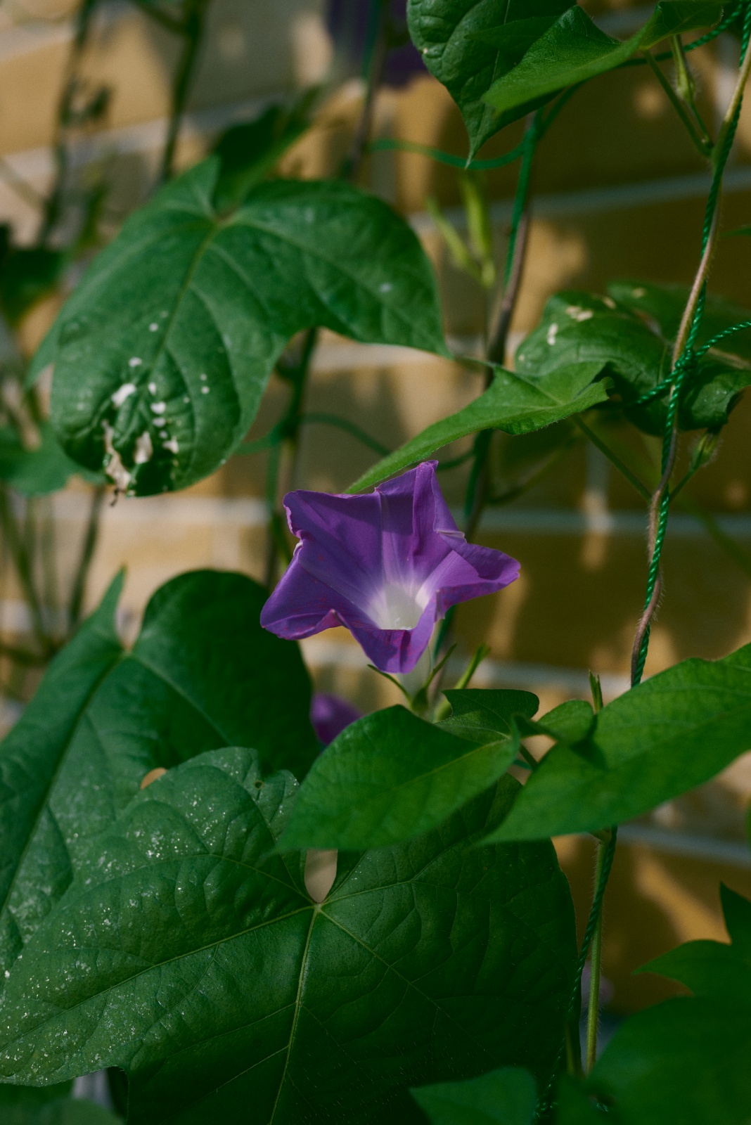 ニコンZ5とNIKKOR Z 50mm f/1.8Sで撮った写真。これは息子が小学校でもらってきた朝顔。種から育ててグリーンカーテンにしています。