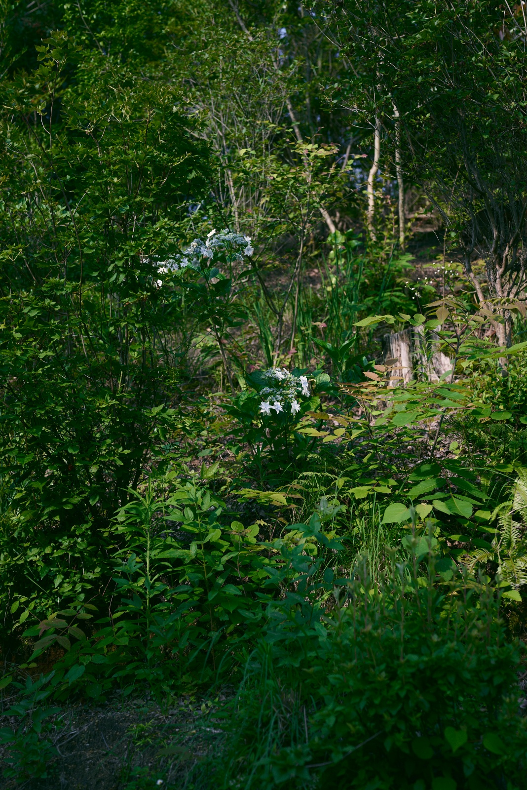 ニコンZ5とNIKKOR Z 50mm f/1.8Sで撮った写真。庭から続く山のアジサイ。まったく手入れをしていないので、今年のアジサイはほとんど咲いていません。NIKKOR Z 50mm f/1.8 Sは葉っぱがワシャワシャ生えている描写が得意な気がします。