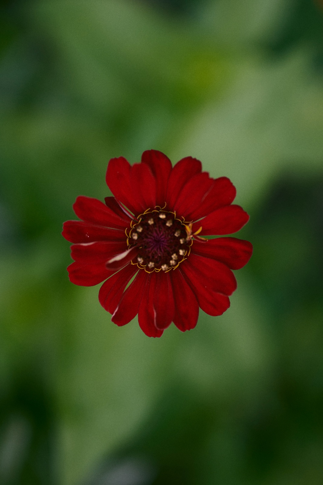 ニコンZ5とNIKKOR Z 50mm f/1.8Sで撮った写真。ヒャクニチソウというお花。漢字だと百日草。字のごとく百日咲くと言われています。NIKKOR Z 50mm f/1.8Sの最大倍率は0.15倍でそれほど寄れませんが、トリミングしたりすれば結構寄れた風になります。