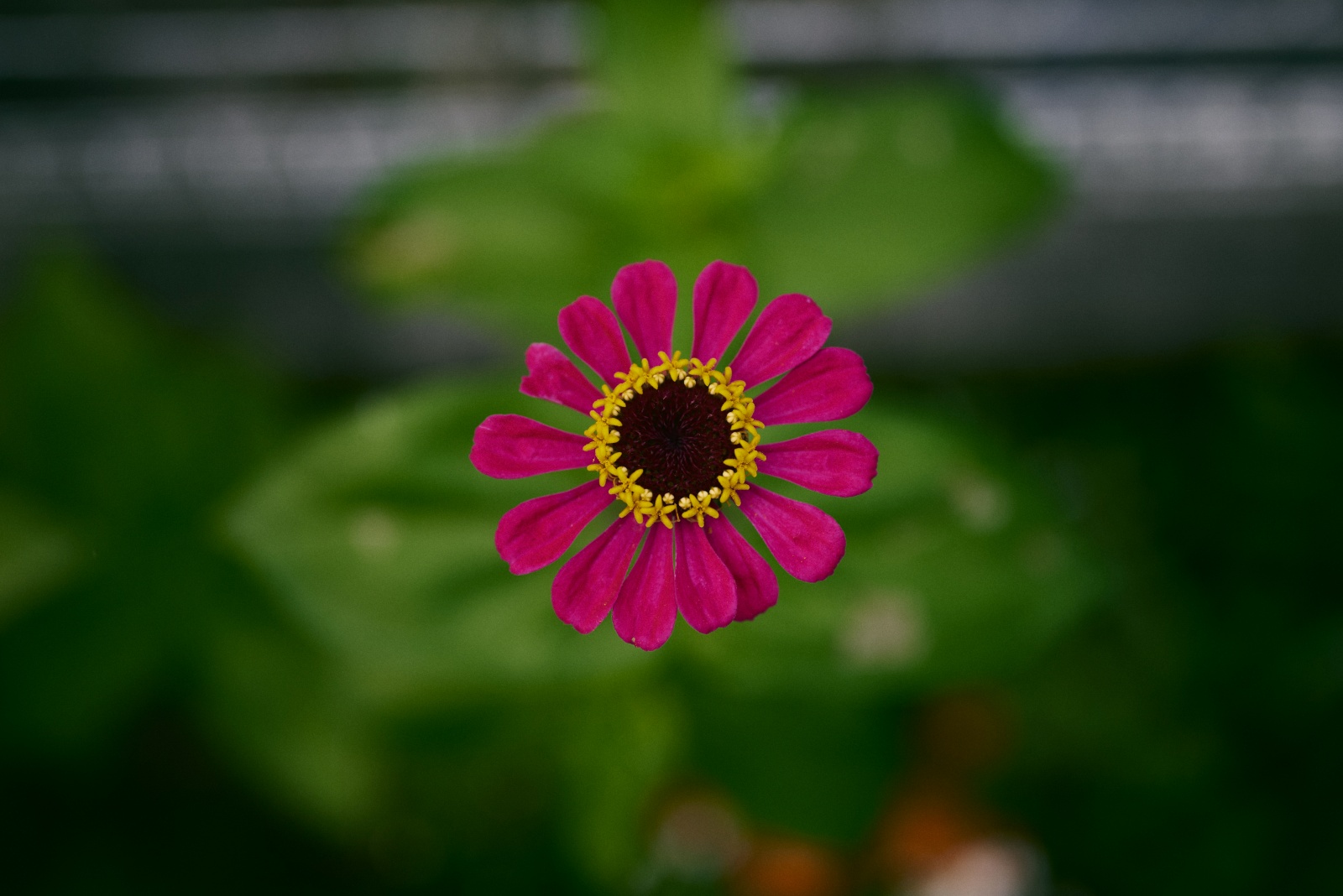ニコンZ5とNIKKOR Z 50mm f/1.8Sで撮った写真。こちらもヒャクニチソウ。ちなみにミックスフラワーの種を庭にばらまきました。どんなお花が咲くかはお楽しみでしたが、綺麗な花が咲いて良かった。