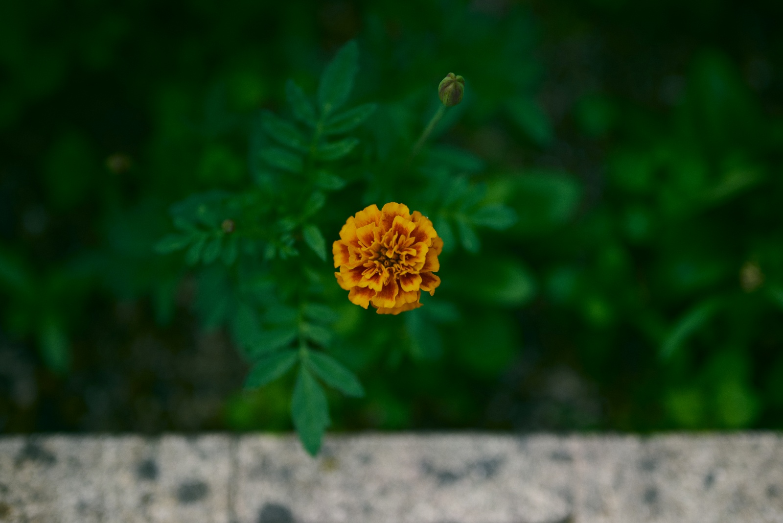 ニコンZ5とNIKKOR Z 50mm f/1.8Sで撮った写真。こちらはマリーゴールド。よく見るお花ですが、種から育てると愛着がわきます。