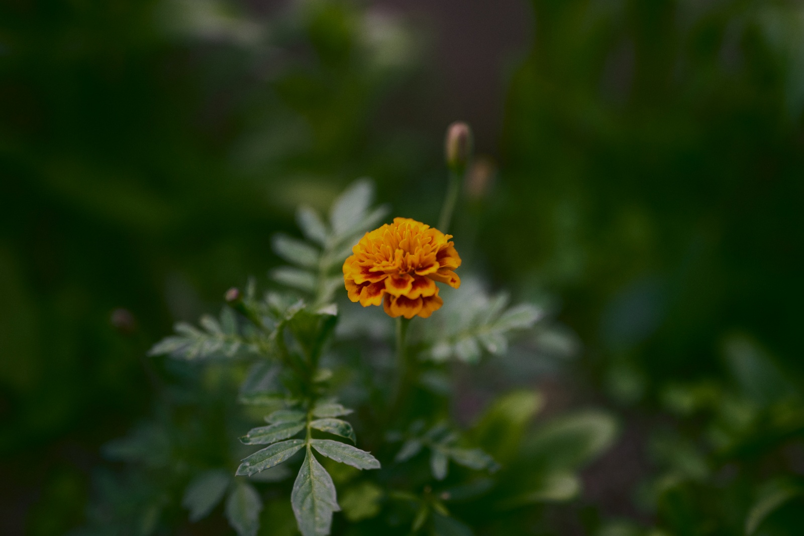 ニコンZ5とNIKKOR Z 50mm f/1.8Sで撮った写真。アングルを変えて撮ったマリーゴールド。花を撮るときは絞り開放で良いね。