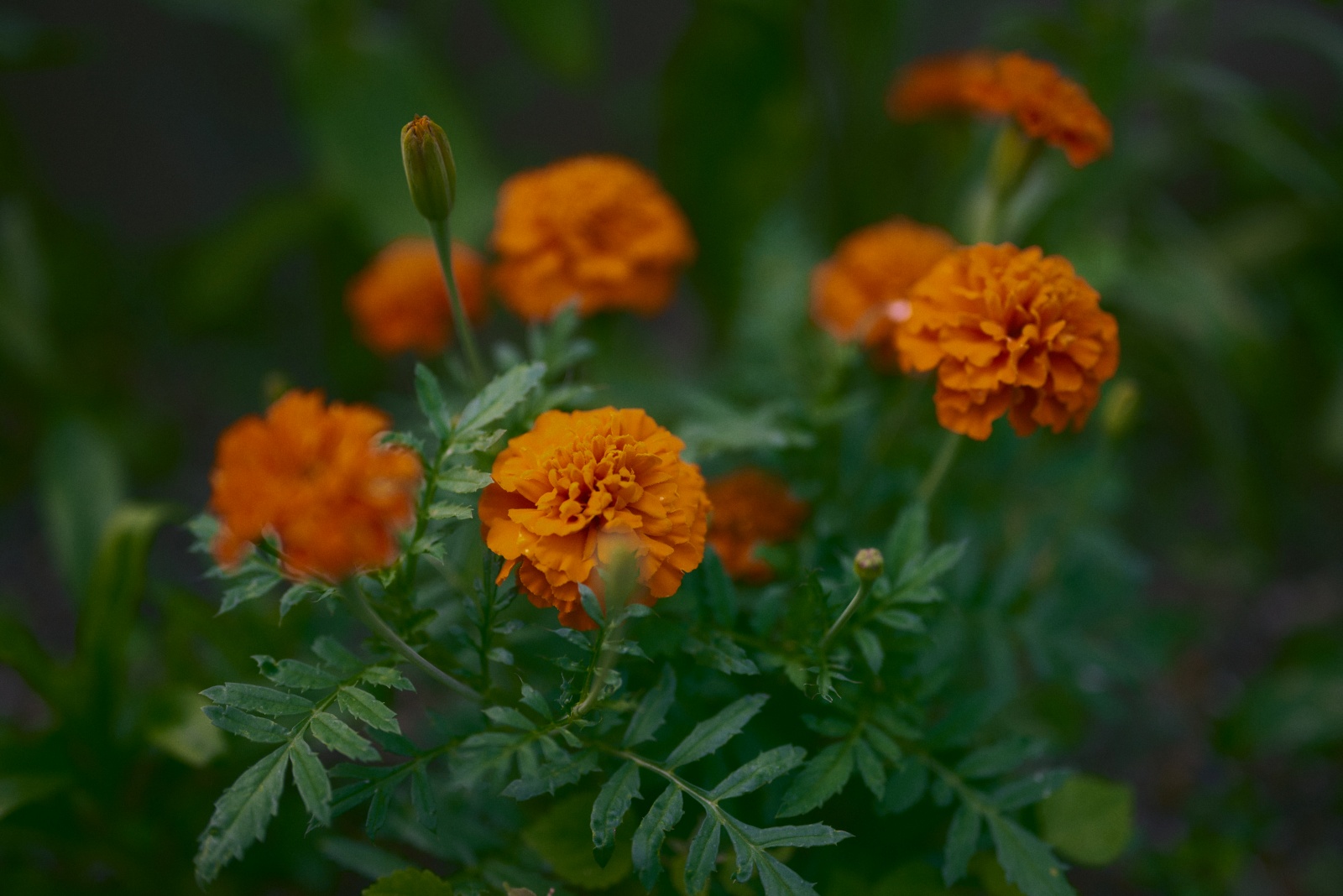 ニコンZ5とNIKKOR Z 50mm f/1.8Sで撮った写真。オレンジのマリーゴールド。