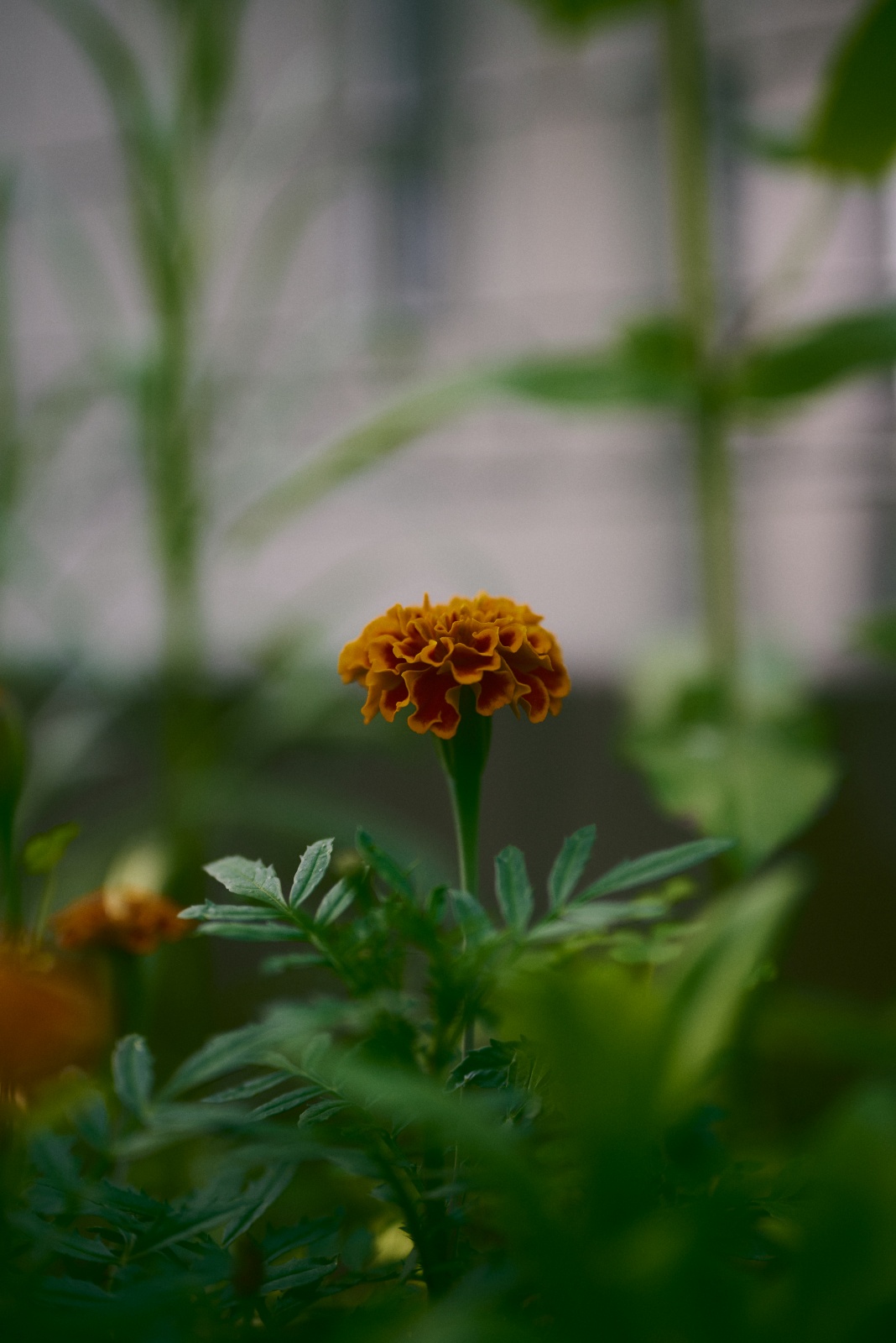 ニコンZ5とNIKKOR Z 50mm f/1.8Sで撮った写真。さらにアングルをグイっと下からに変えて撮った一枚。NIKKOR Z 50mm f/1.8Sは焦点距離が50mmですが、絞り開放はf1.8なのでよくボケます。Z5の前はマイクロフォーサーズを使っていたので、フルサイズだと驚くほどボケちゃいます。ボケが欲しい人はフルサイズ一択かもしれません。