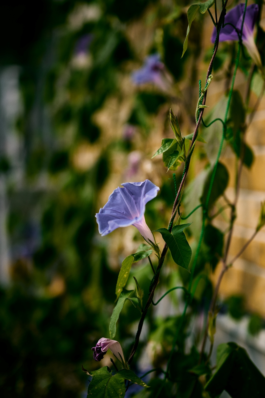 Nikon Z5 + NIKKOR Z 50mm f/1.8 S, f/1.8, 1/4000sec, ISO100
息子がもらってきた朝顔。今年も猛暑が続いており。水やりは朝と夕方二回あげないとしおれてしまいます。