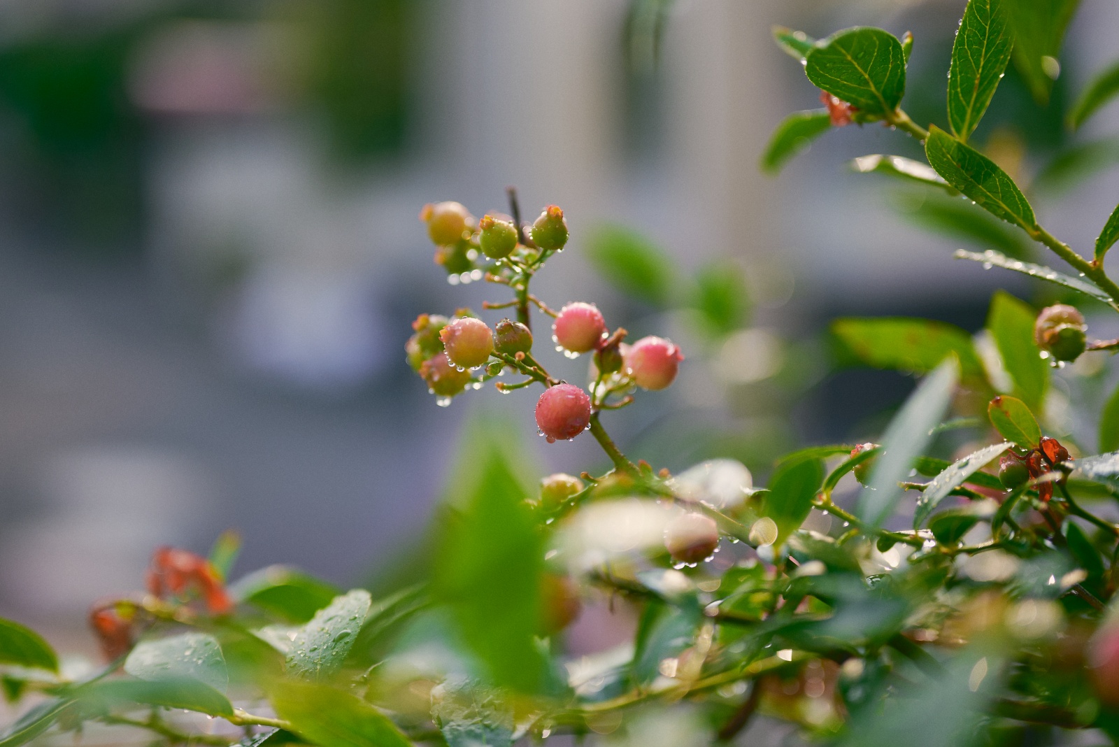 Nikon Z5 + NIKKOR Z 50mm f/1.8 S, f/1.8, 1/2000sec, ISO100
ブルーベリー。ピンクレモネードという品種で、普通のブルーベリーは青色ですが、この品種は名前の通りピンク色になります。