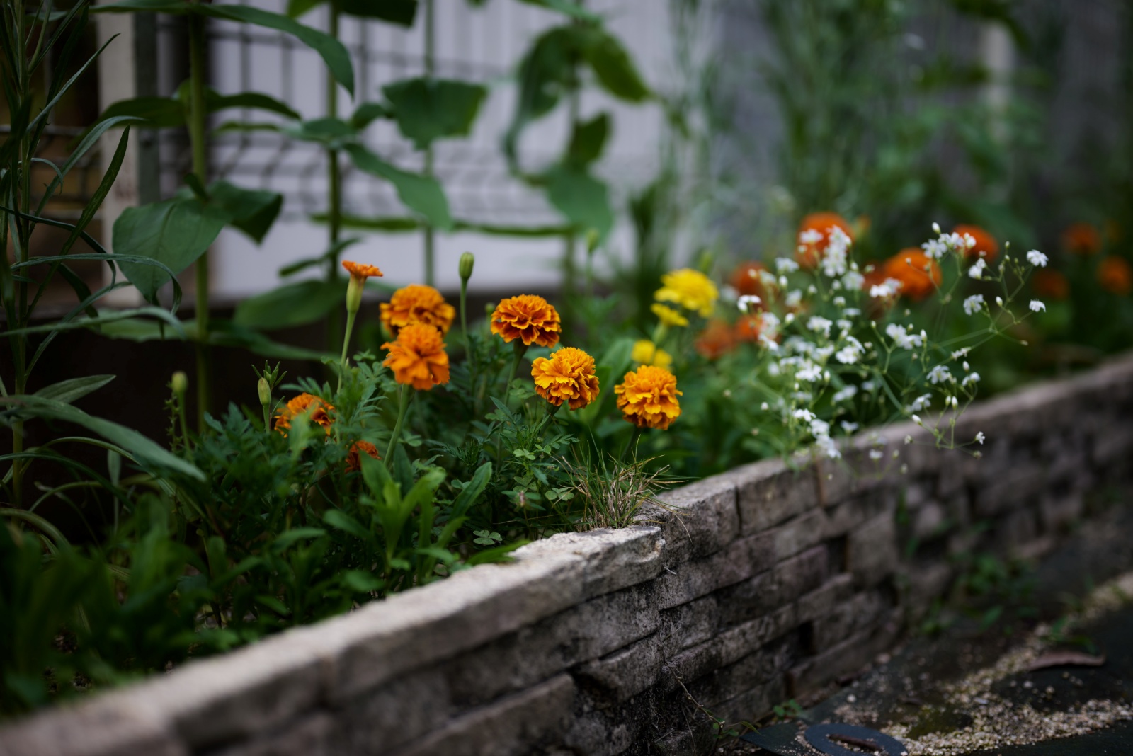 Nikon Z5 + NIKKOR Z 50mm f/1.8 S, f/1.8, 1/1000sec, ISO100
マリーゴールドとカスミソウ。