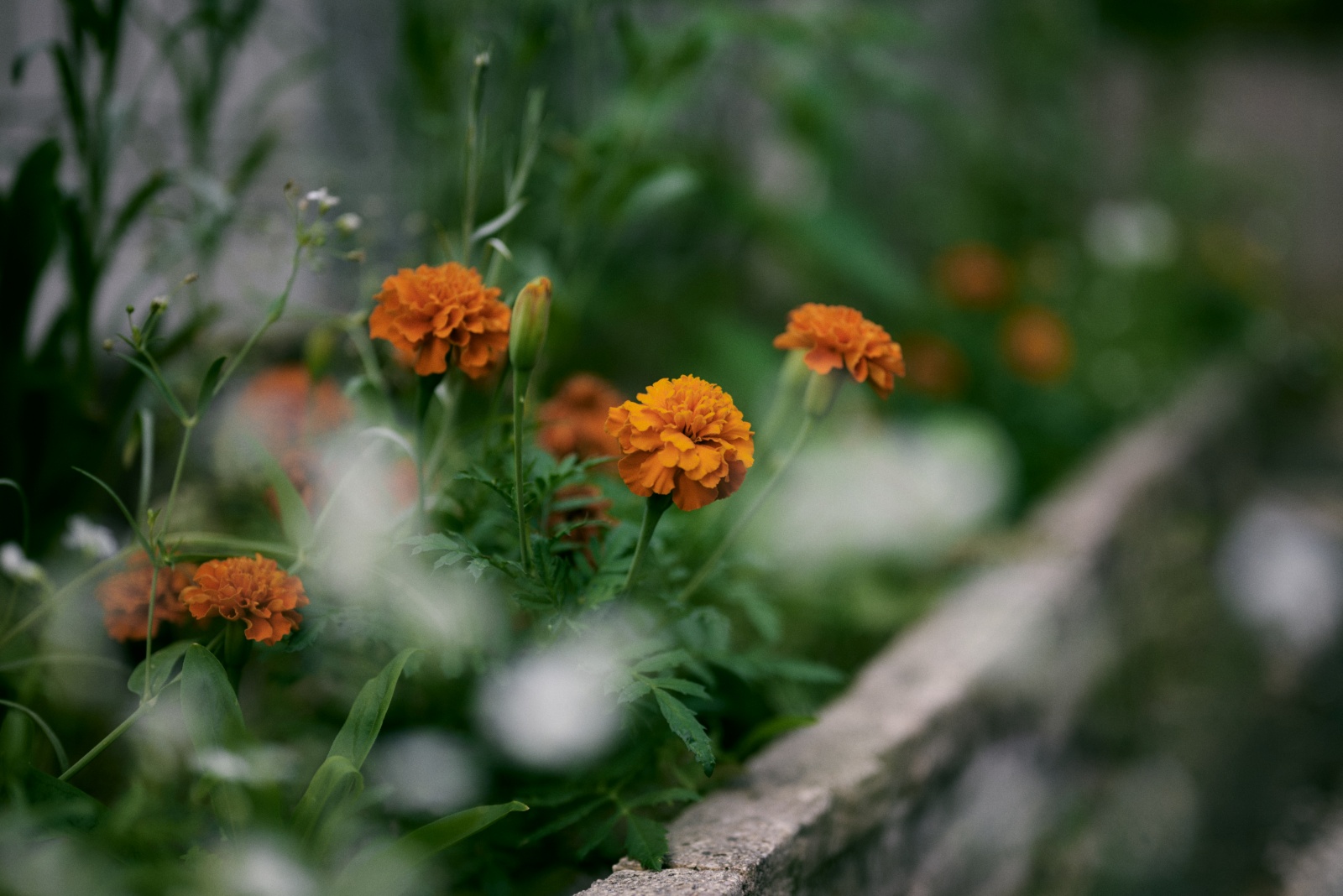 Nikon Z5 + NIKKOR Z 50mm f/1.8 S, f/1.8, 1/250sec, ISO100
同じくマリーゴールド。白い前ボケはカスミソウです。