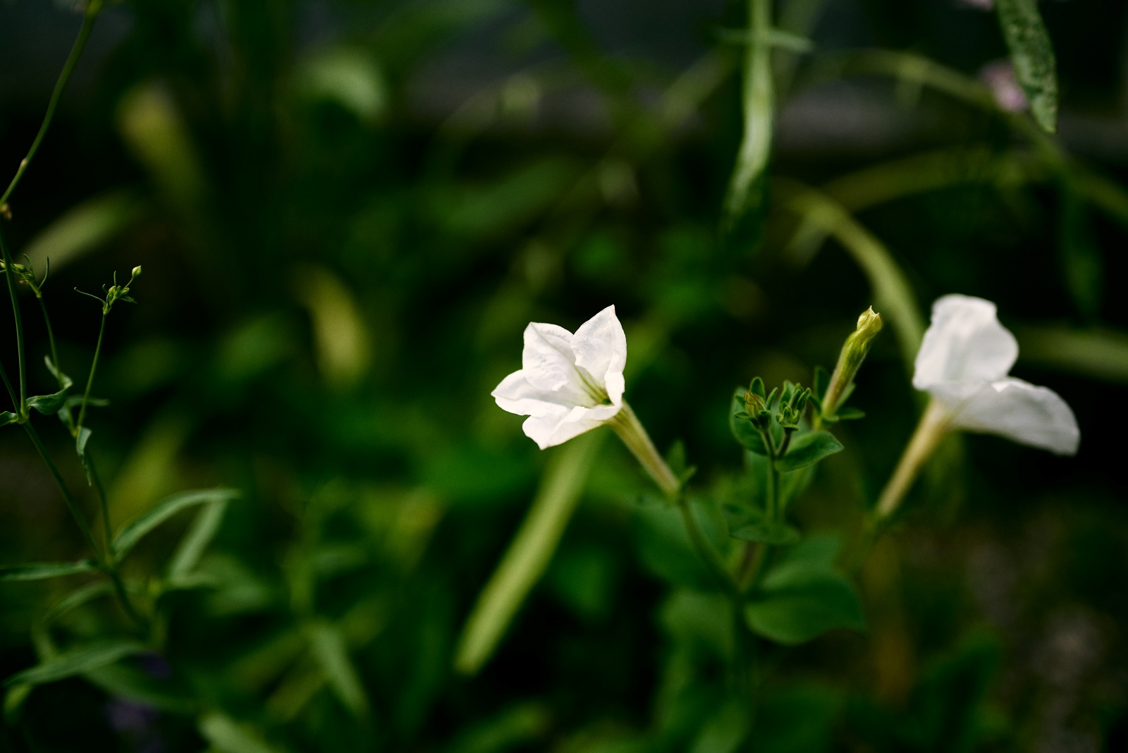 Nikon Z5 + NIKKOR Z 50mm f/1.8 S, f/1.8, 1/800sec, ISO100
これは名前が分からなかった。Google先生の画像検索でも似たような花がたくさんあって、何が正解か分かりませんでした。