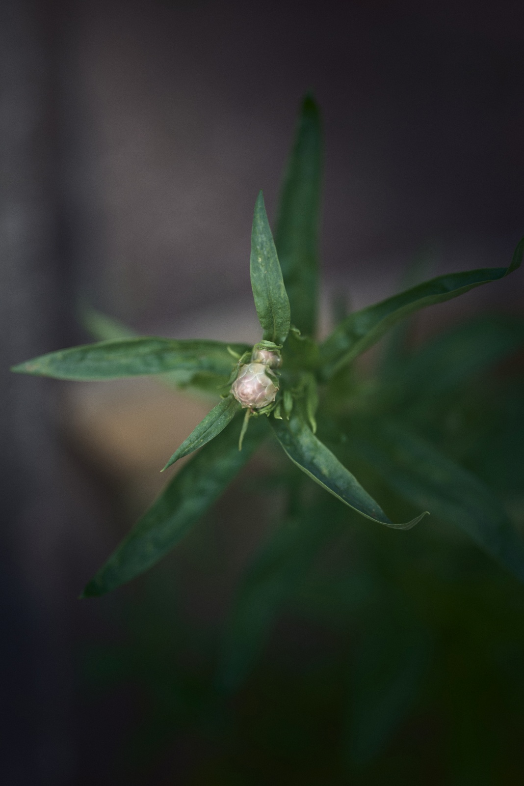 ニコンZ5とNIKKOR Z 50mm f/1.8Sで撮った写真。何かのつぼみ。花は咲いた姿も良いですが、つぼみや枯れ果てる姿もまた良いものです。