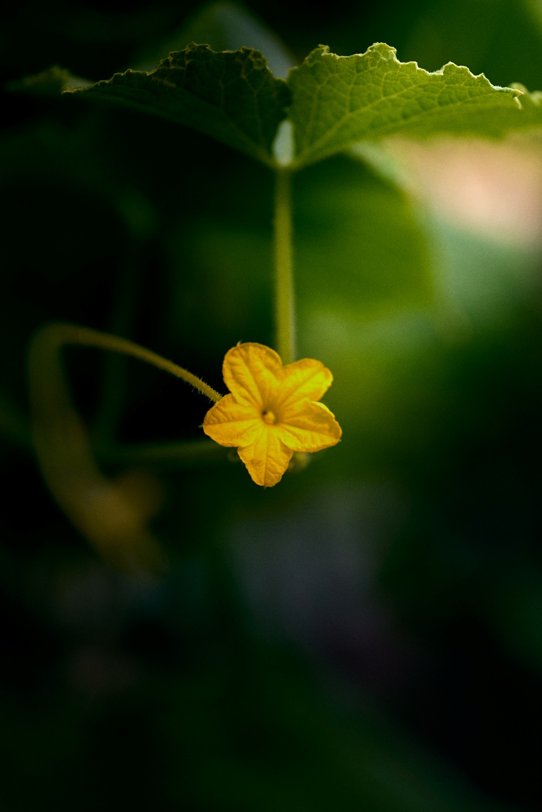 ニコンZ5とNIKKOR Z 50mm f/1.8Sで撮った写真。きゅうりの花。ピントが合っていないのが残念。ちゃんとファインダーで見ないとダメですね。