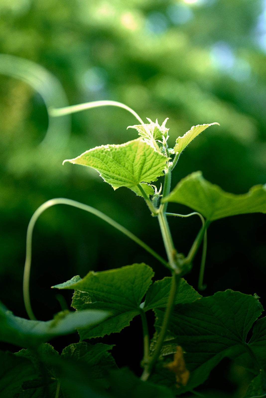 ニコンZ5とNIKKOR Z 50mm f/1.8Sで撮った写真。こちらもきゅうりの写真。朝日を浴びてぐんぐん伸びます。きゅうりは一つの苗で飽きるほどできるので家庭菜園におすすめ。
