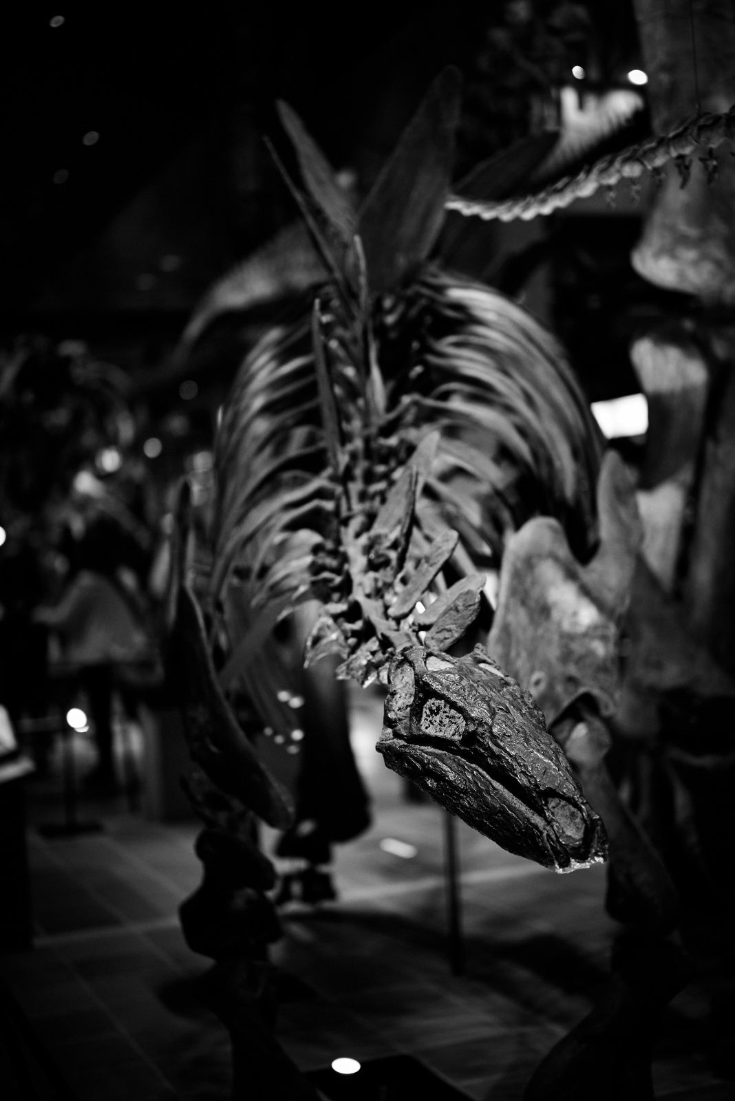 ニコンZ5とNIKKOR Z 50mm f/1.8Sで撮った写真。こちらはステゴサウルス。フルサイズの絞り開放f1.8なので無駄にボケてしまうのが難点。マイクロフォーサーズならもう少しボケにくいのが逆に良かったのですが、ノイズは圧倒的にフルサイズが有利なので悩ましいところ。なんだかんだでフルサイズが大は小を兼ねるで良いんだろうなとは思います。