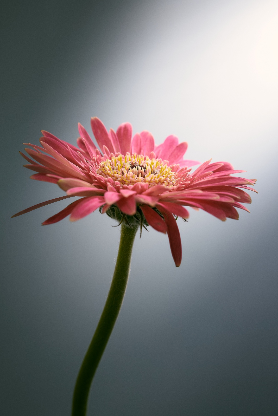 ケンコー・トキナー　MCクローズアップNEO No.3と、ニコンZ5とNIKKOR Z 50mm f/1.8Sで撮った作例。f/11, 1.6sec, ISO100