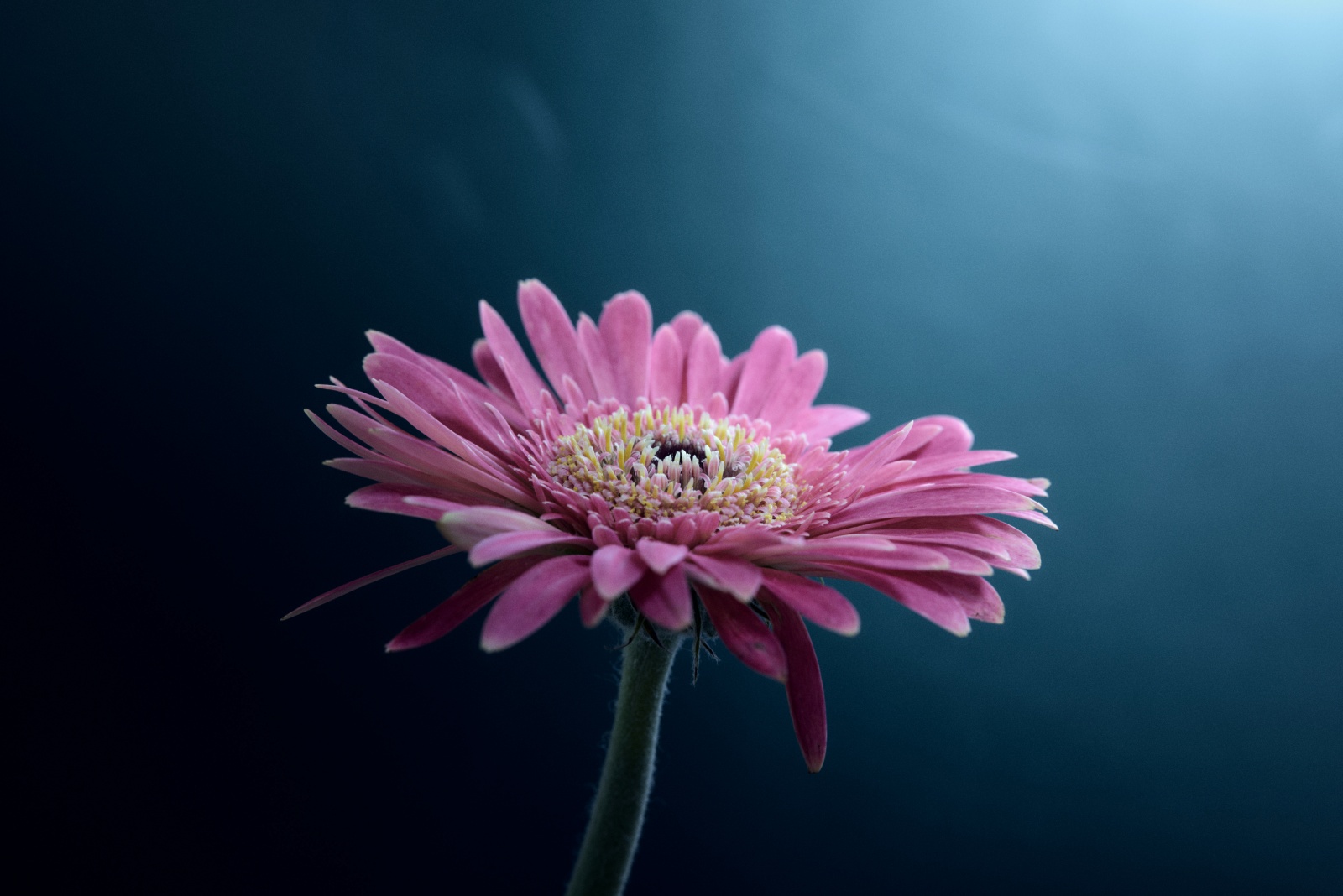 ケンコー・トキナー　MCクローズアップNEO No.3と、ニコンZ5とNIKKOR Z 50mm f/1.8Sで撮った作例。f/11, 1.6sec, ISO160